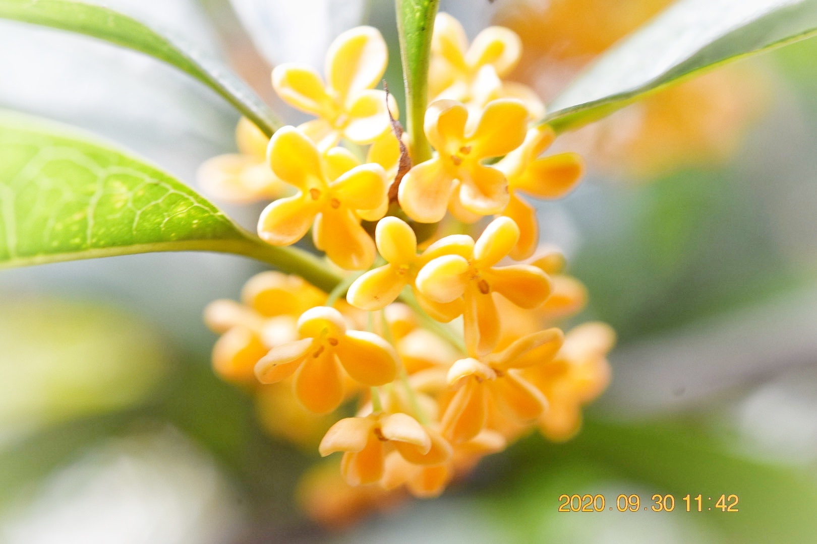 桂花成实向秋荣首发