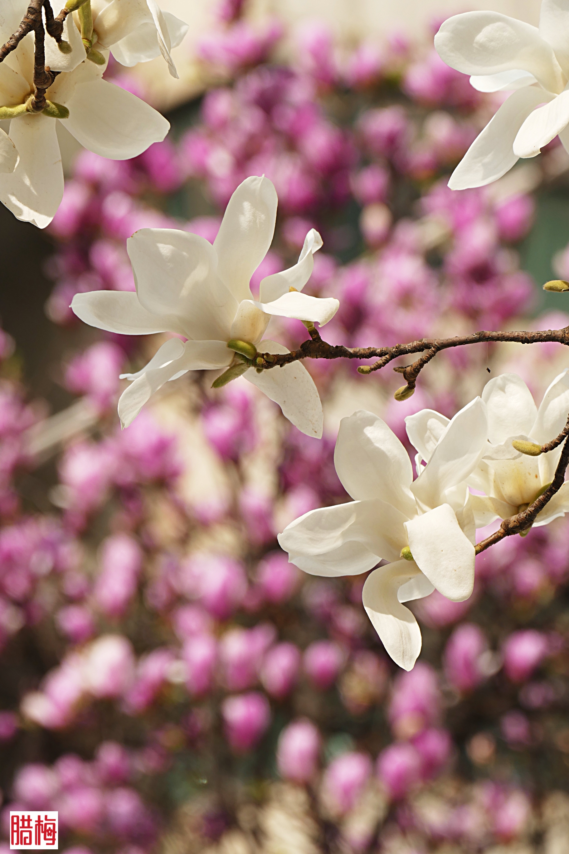 春光明媚花盛开