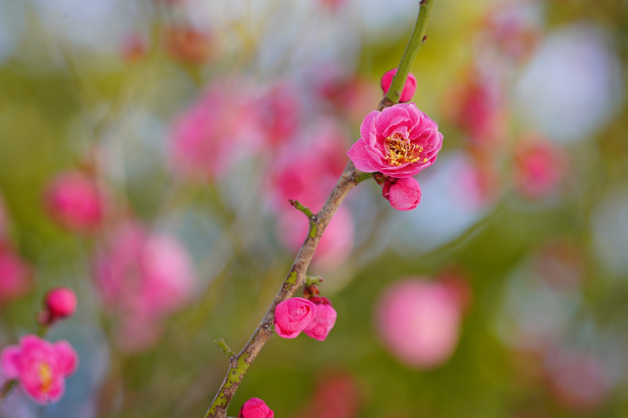 冰姿玉骨清香来