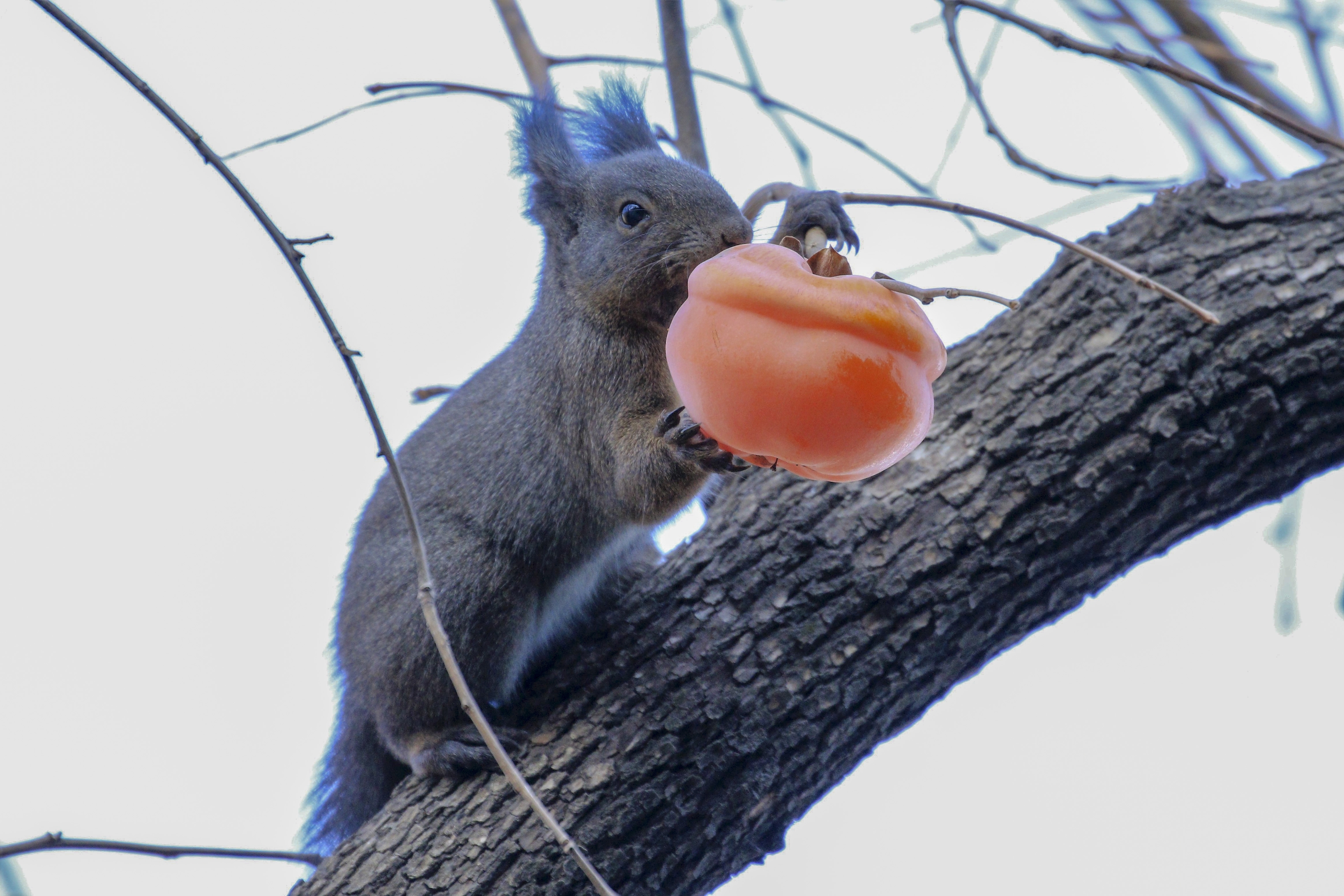 小松鼠吃柿子【vv首发】