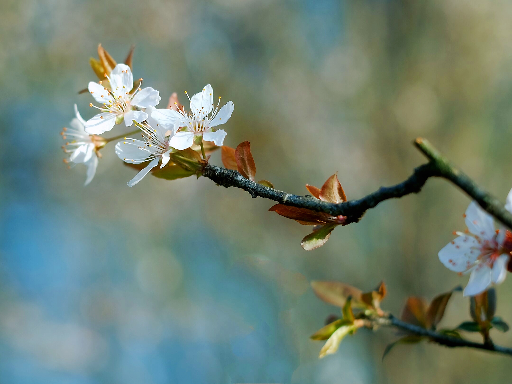 你好早春的李花