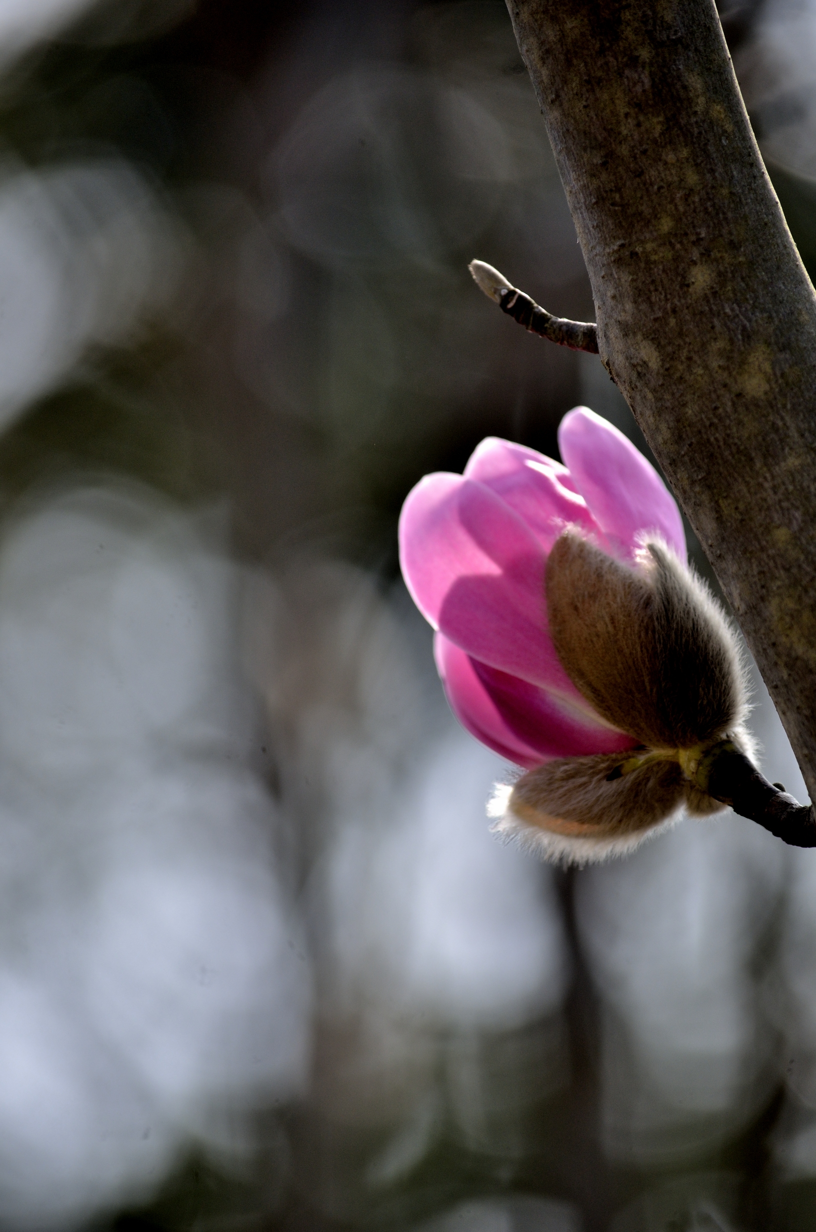 玉兰系列一早花武当玉兰(首发)