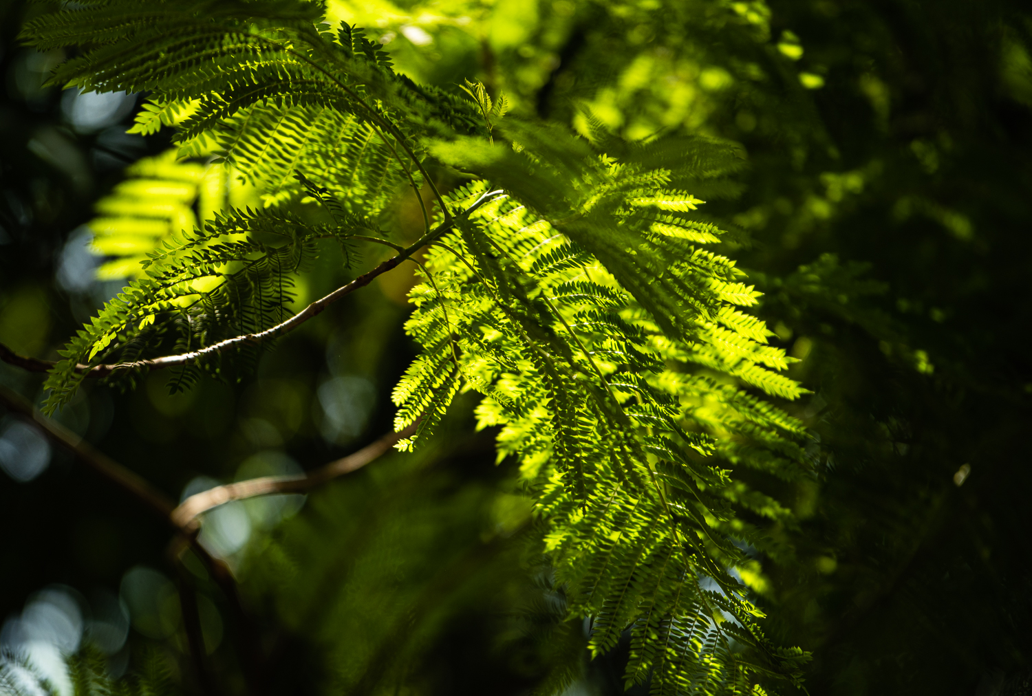 初春那一抹新绿【首发】