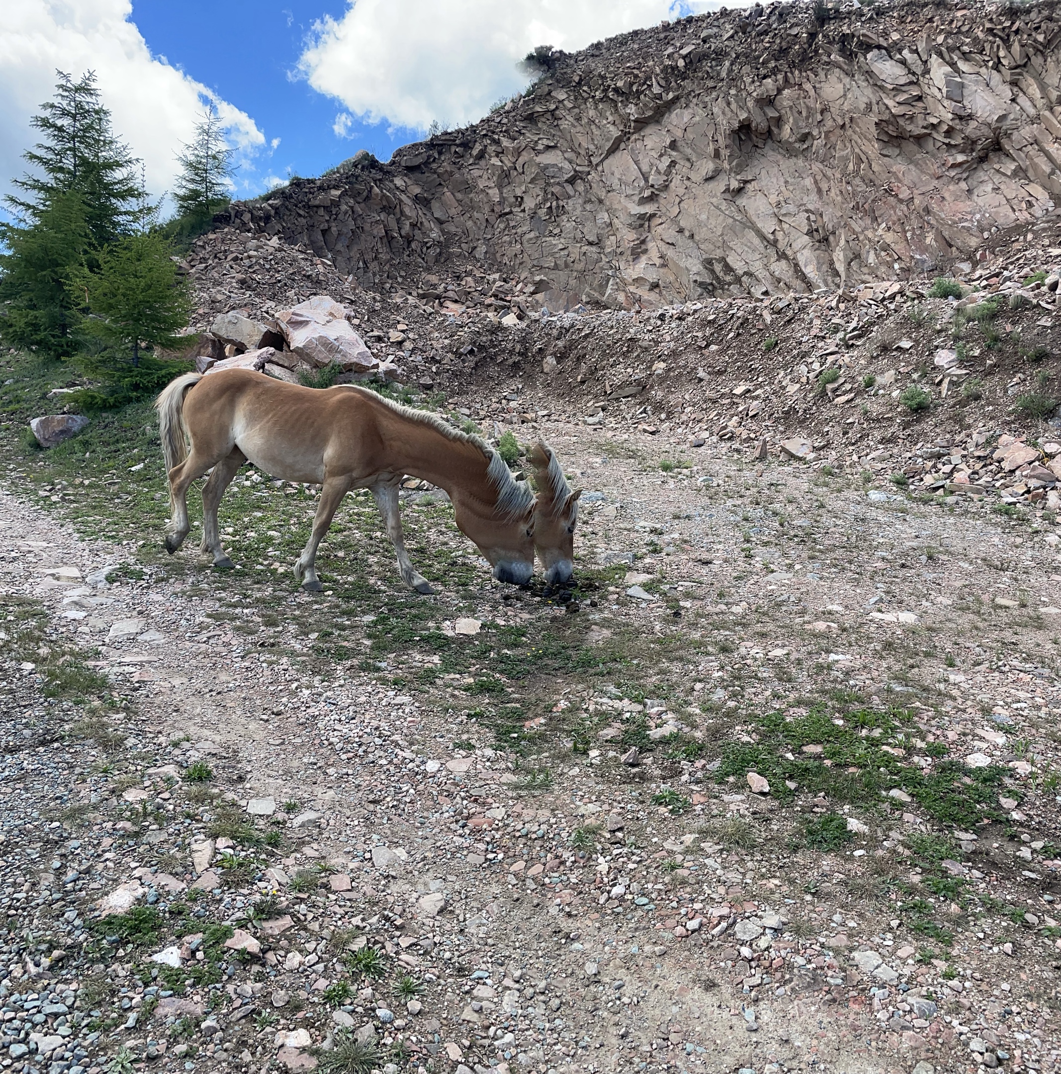 这照片不知道咋拍的,双头马