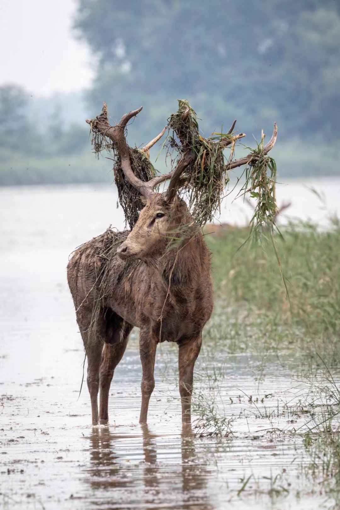 自然与和谐 2019210拍摄于石首麋鹿国家级自然保护区