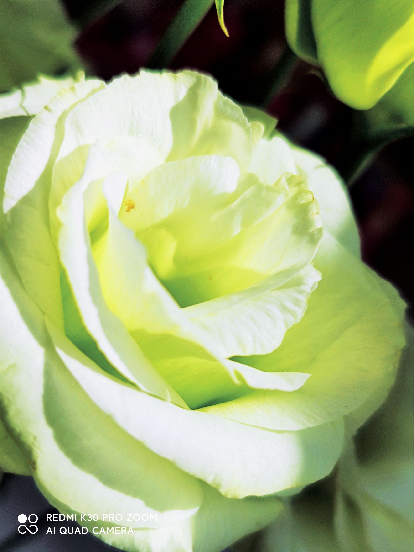 绿色的洋桔梗花vⅤ首发