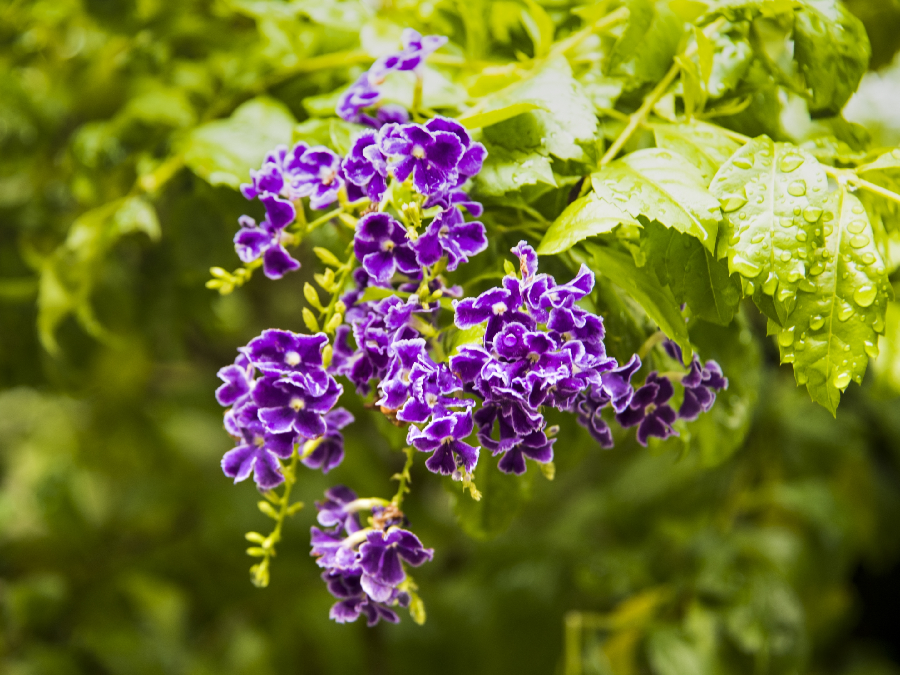 紫色小花假连翘首发