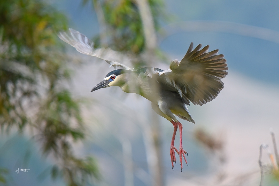 其学名nycticorax来自希腊语,意为"夜鸦",原因是这些鸟一般夜间活动