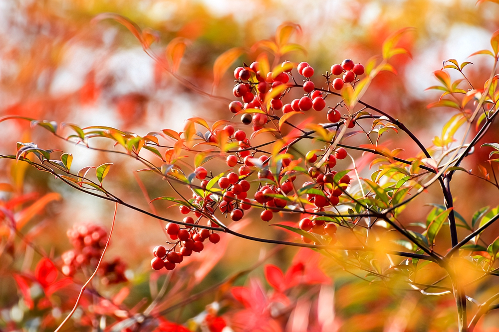南天竹,冬日暖阳下一道最美的风景