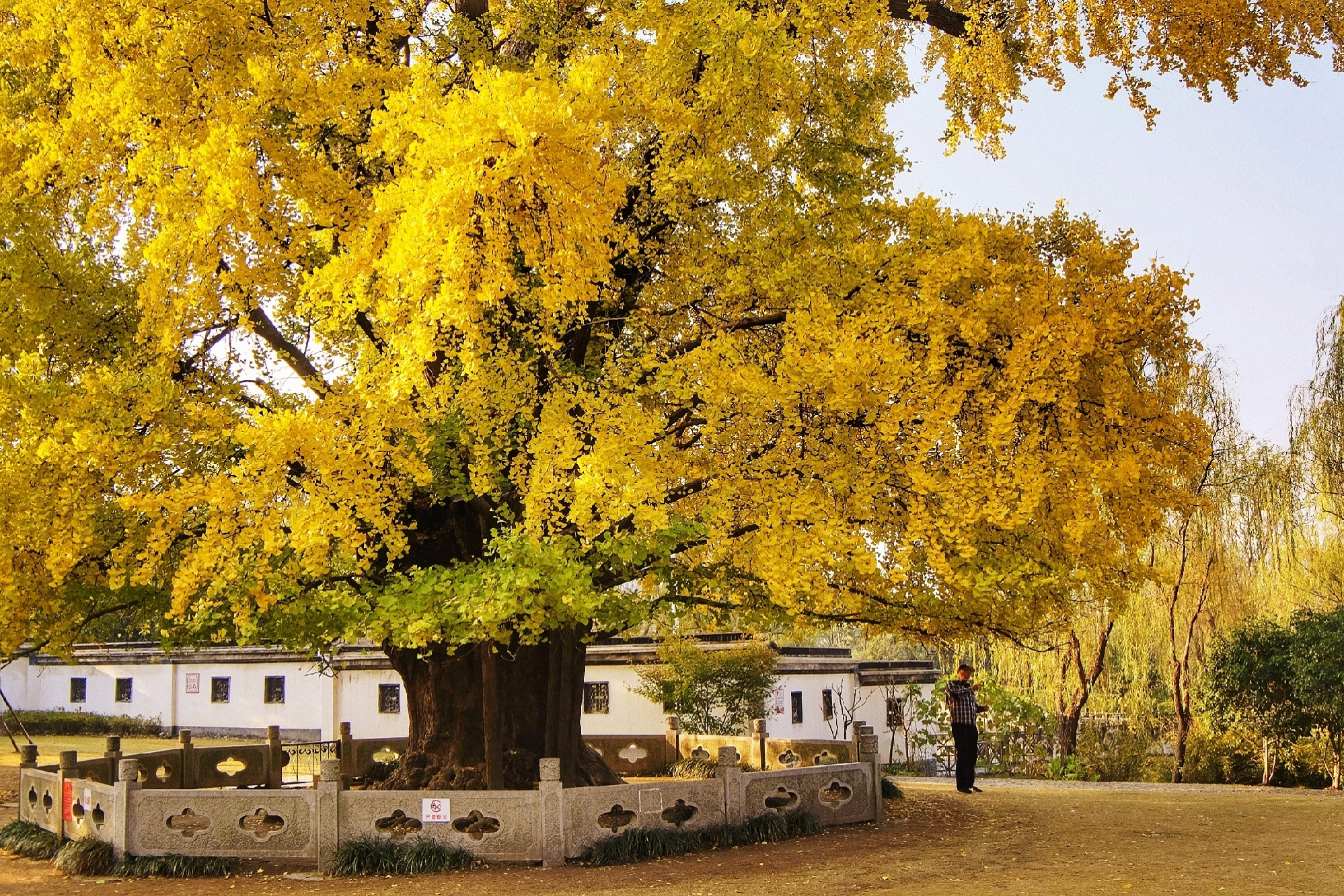 上海千年古银杏树图片