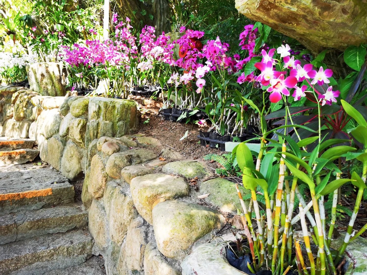 兰花(三亚热带天堂森林公园)