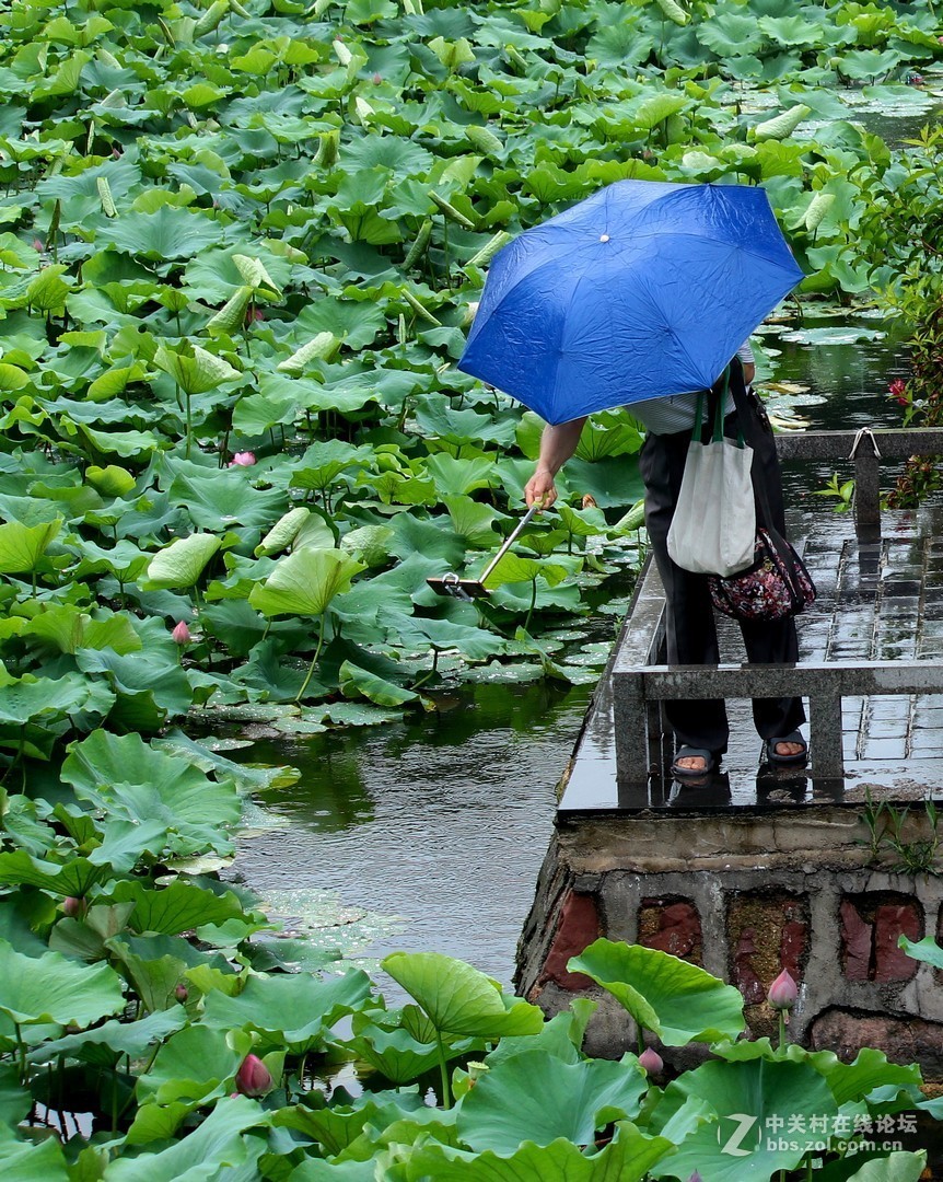 野荷作者沈重光