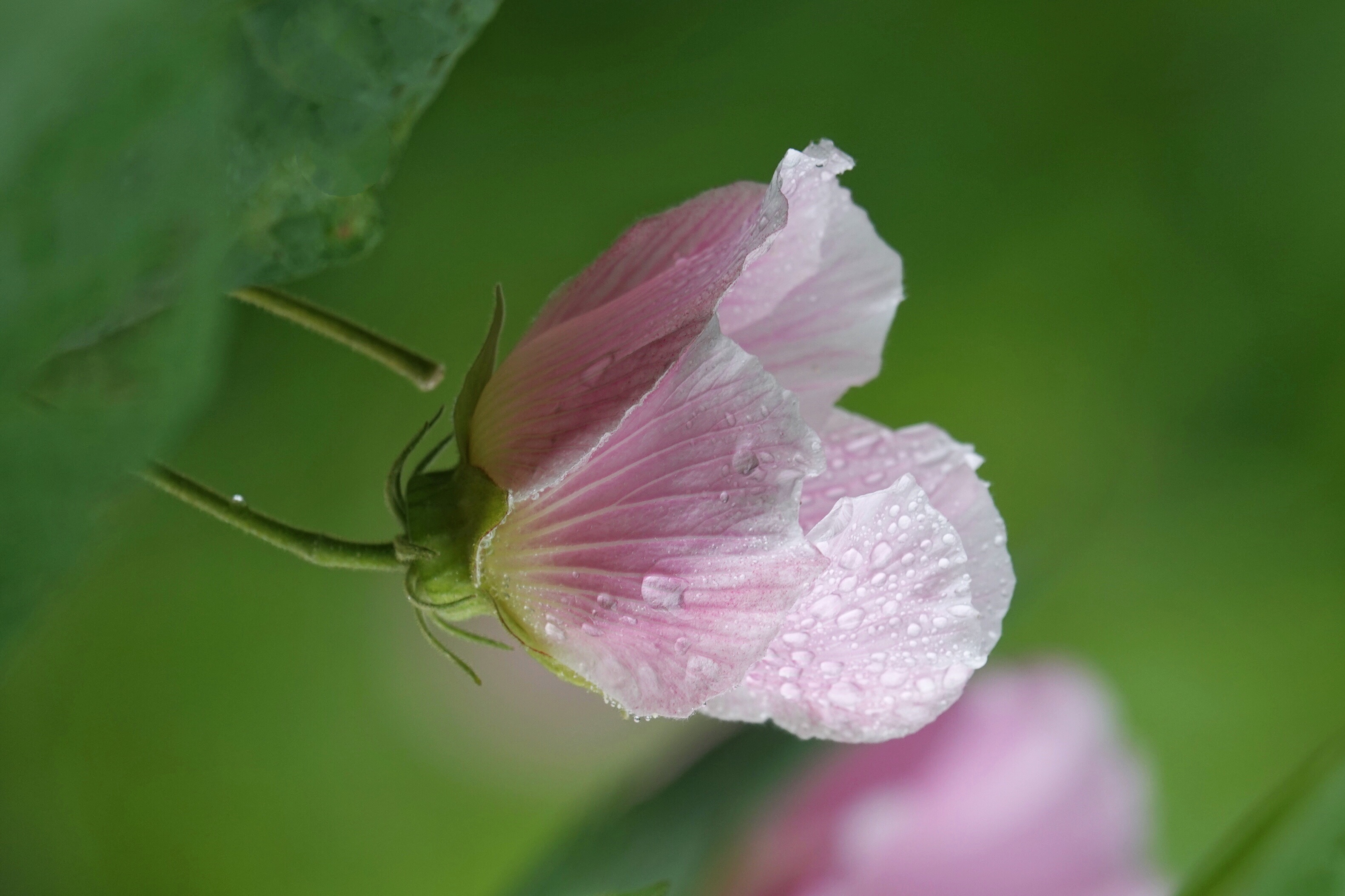 雨中与芙蓉花倾情相遇