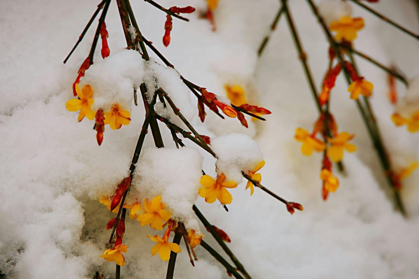 傲雪迎春花