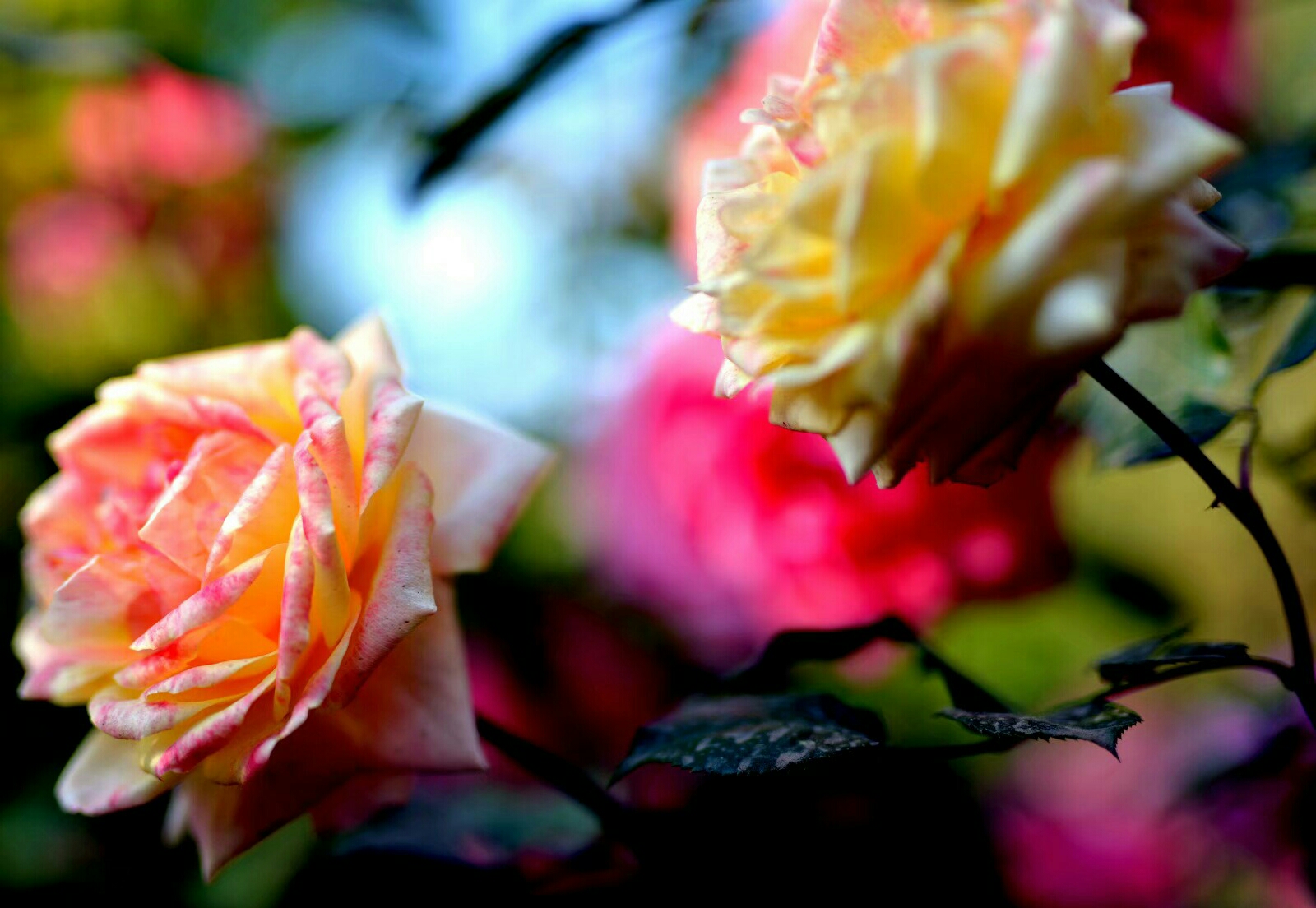 腻语月季花(二)