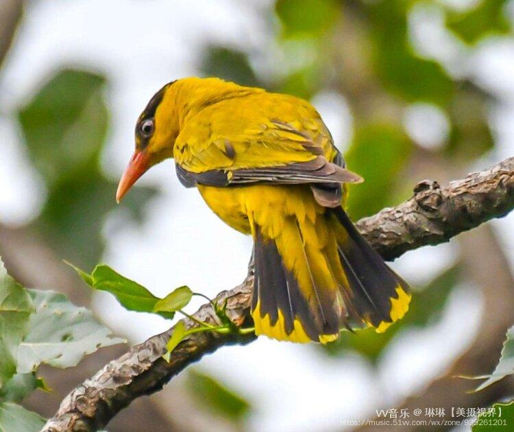 首發大自然的歌唱家――黃鸝鳥