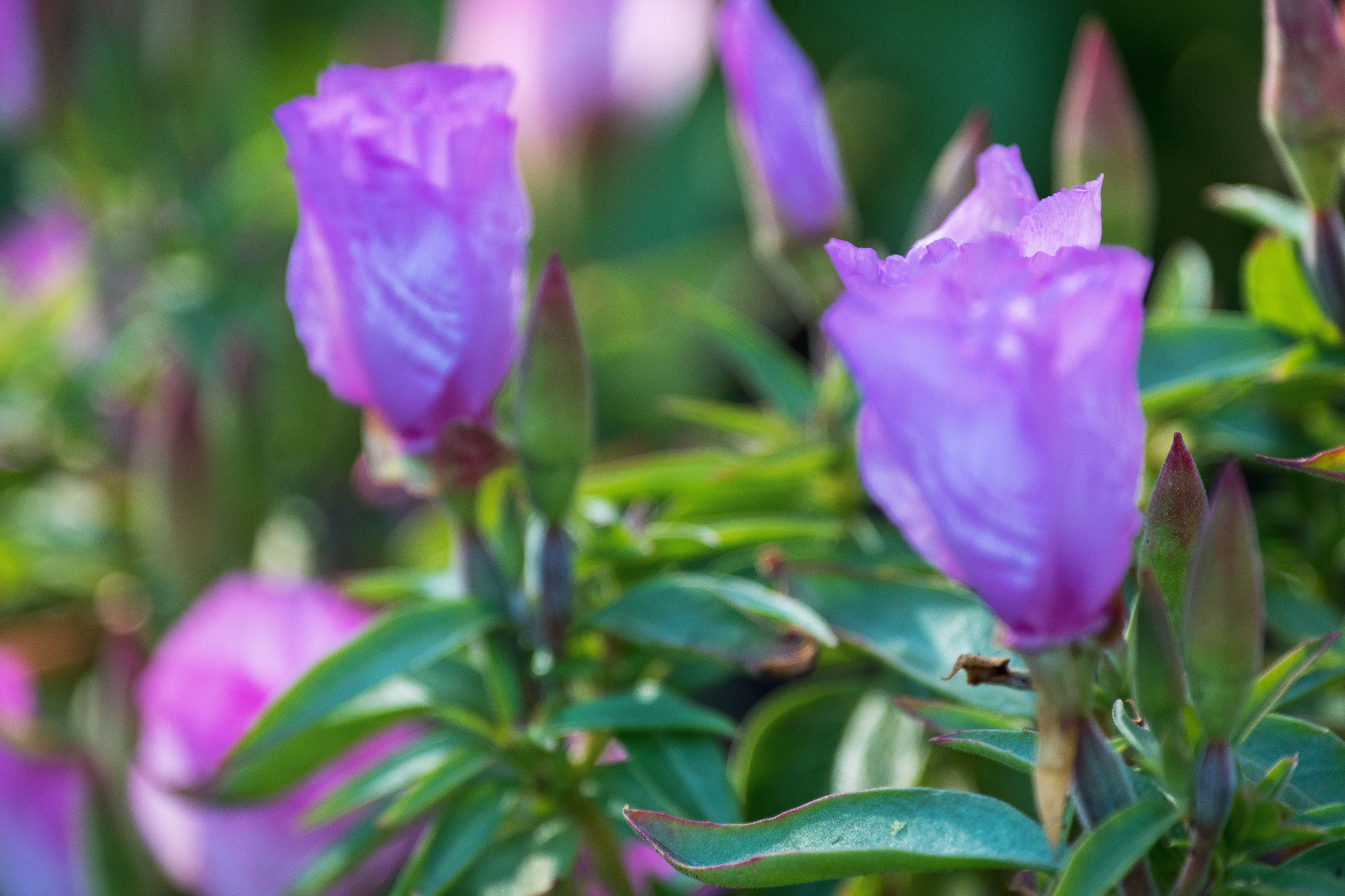 (首发)古代稀花