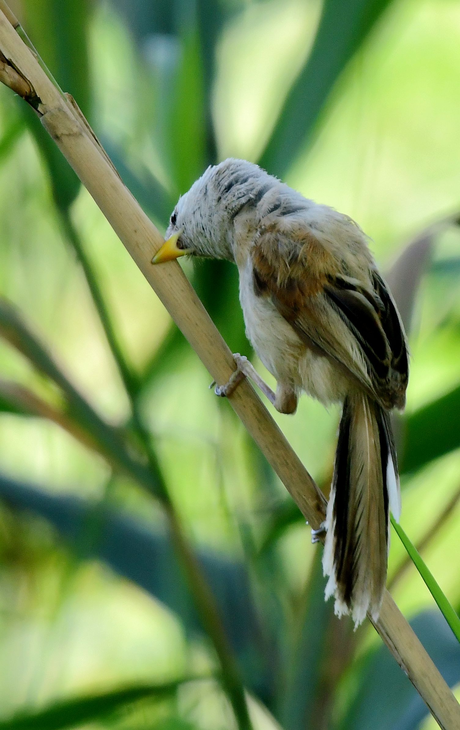 震旦鸦鹊一一2020版首发