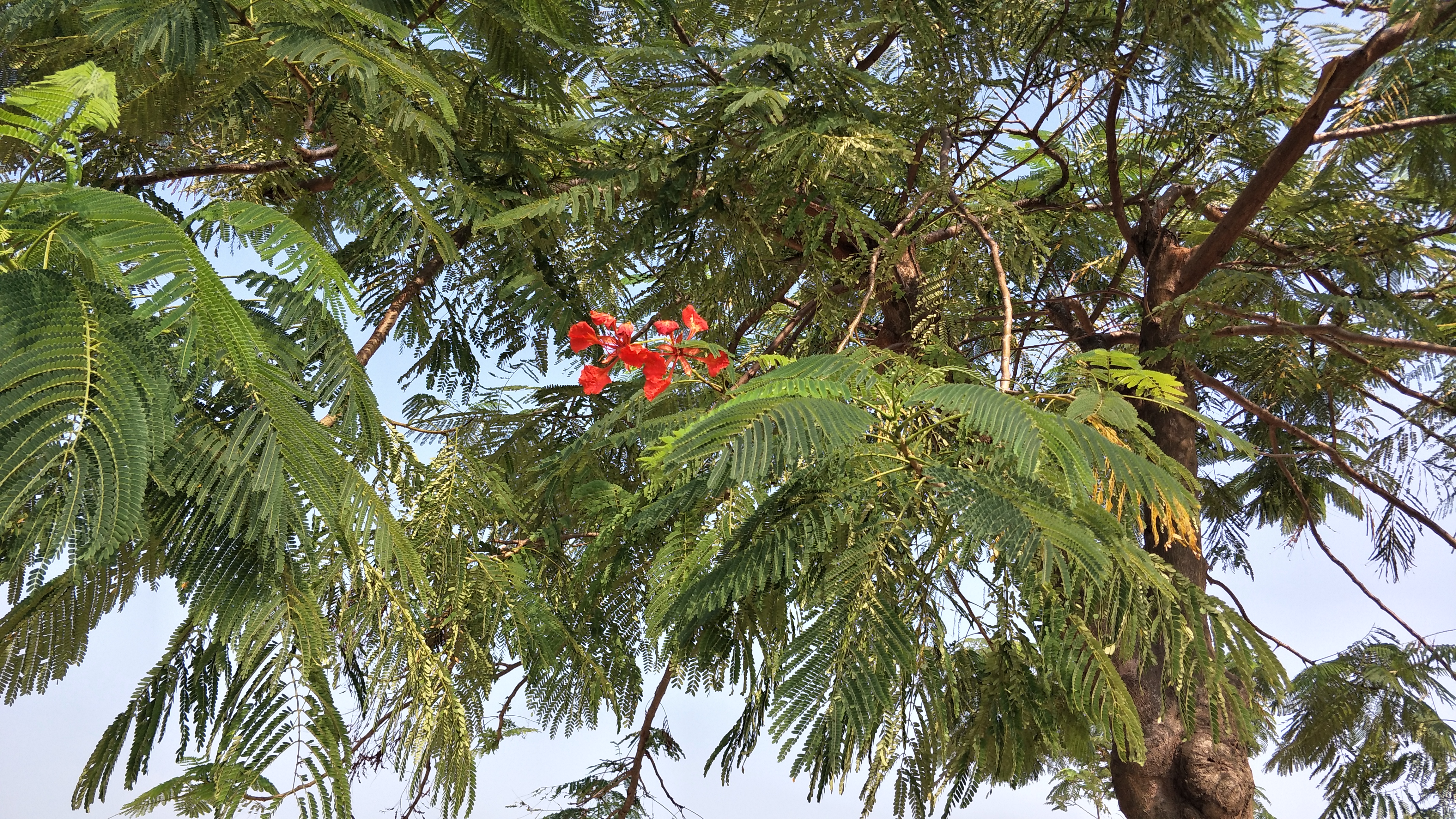 並蒂紅