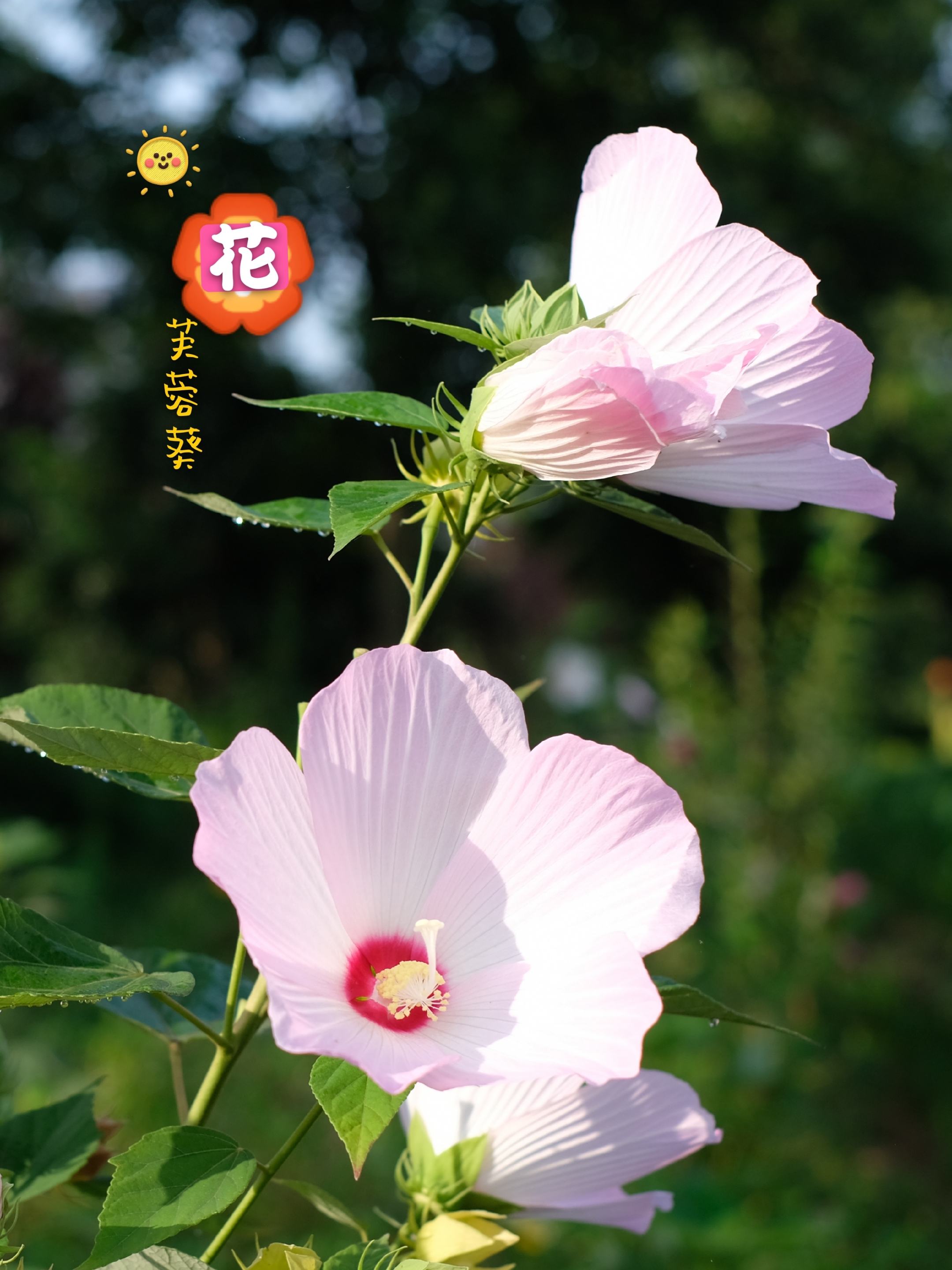 雨后拍*芙蓉葵花