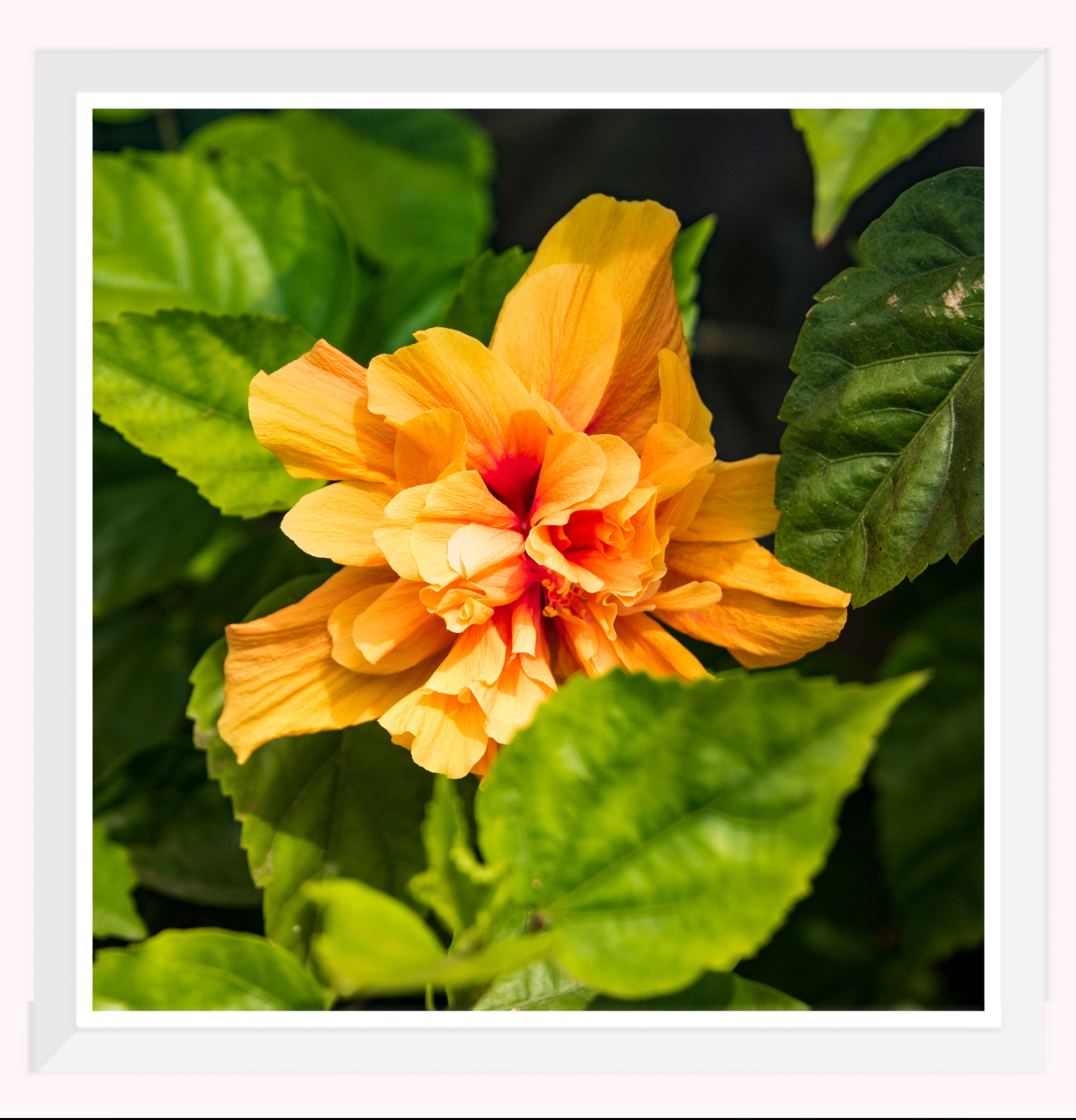 色彩各异的扶桑花首发