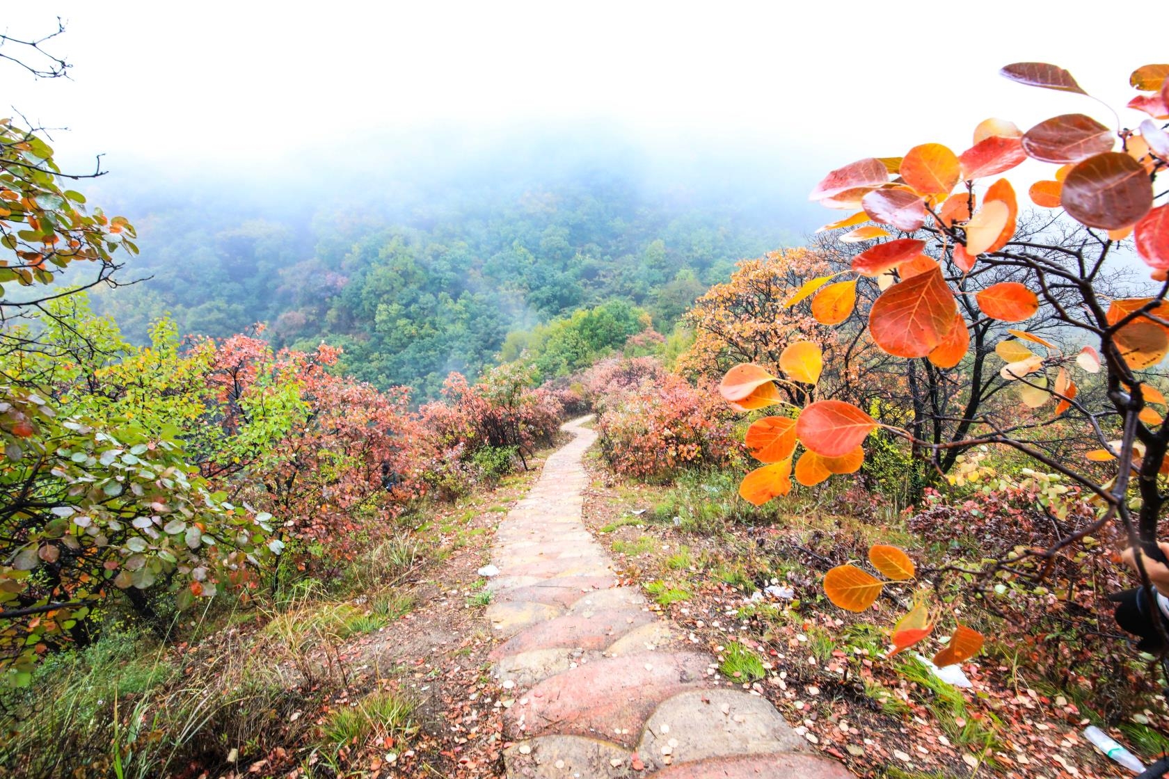 雾锁甘山叶更红