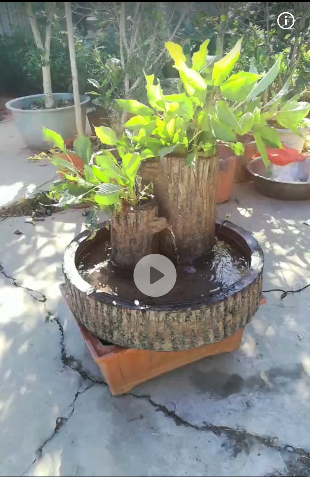 玉斋独创仿木之"酒树"                文/玉斋         构思苍木出