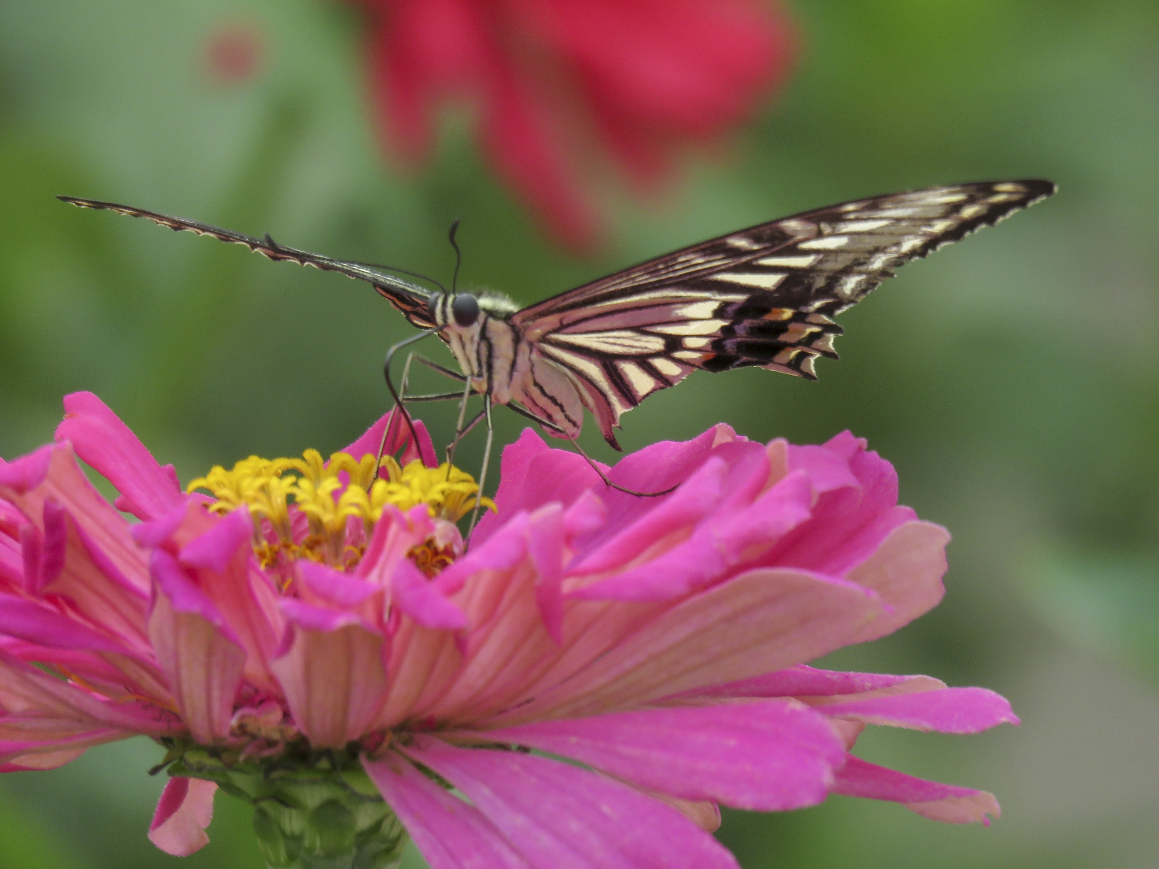 凤蝶花中舞vv首发