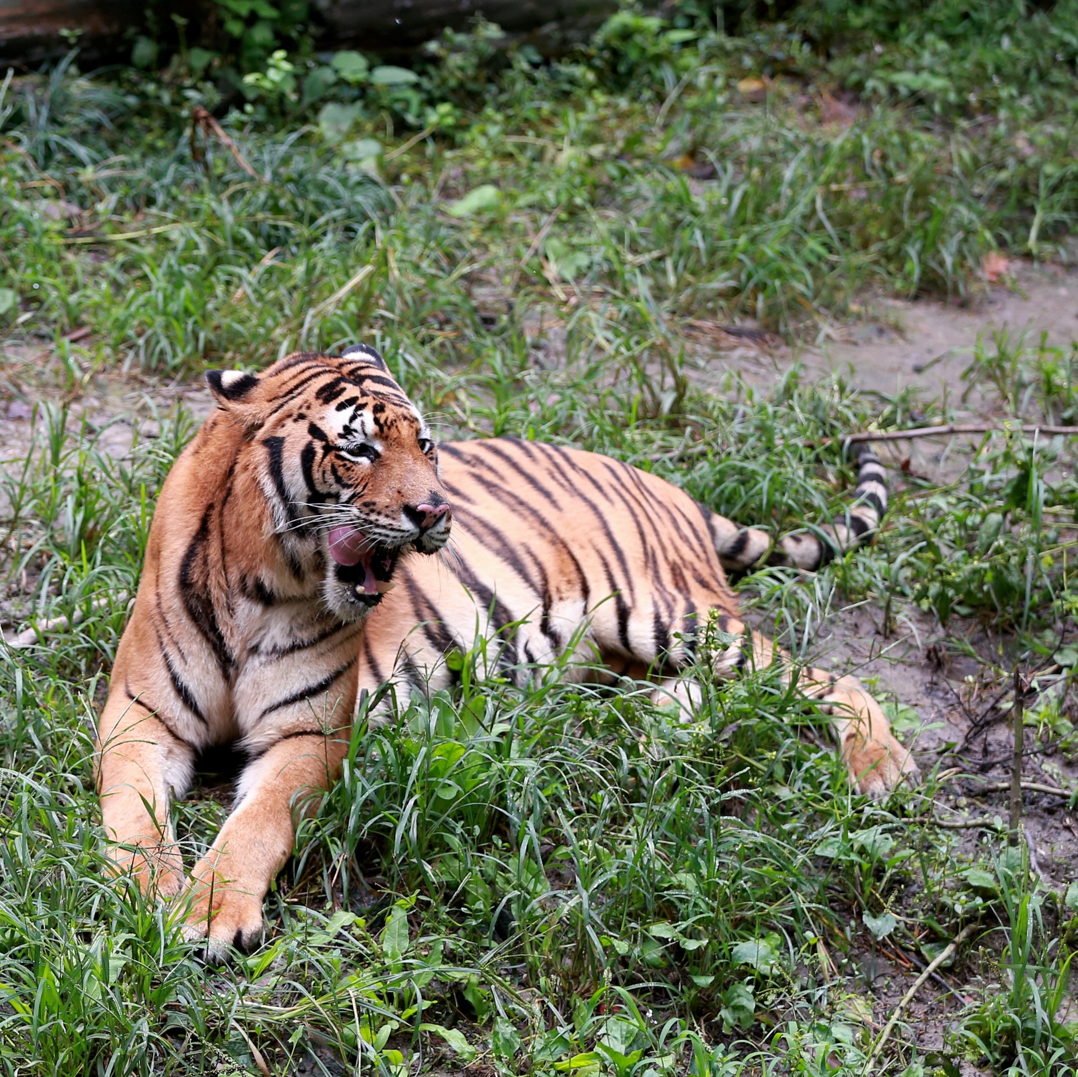 動物園裡的它們