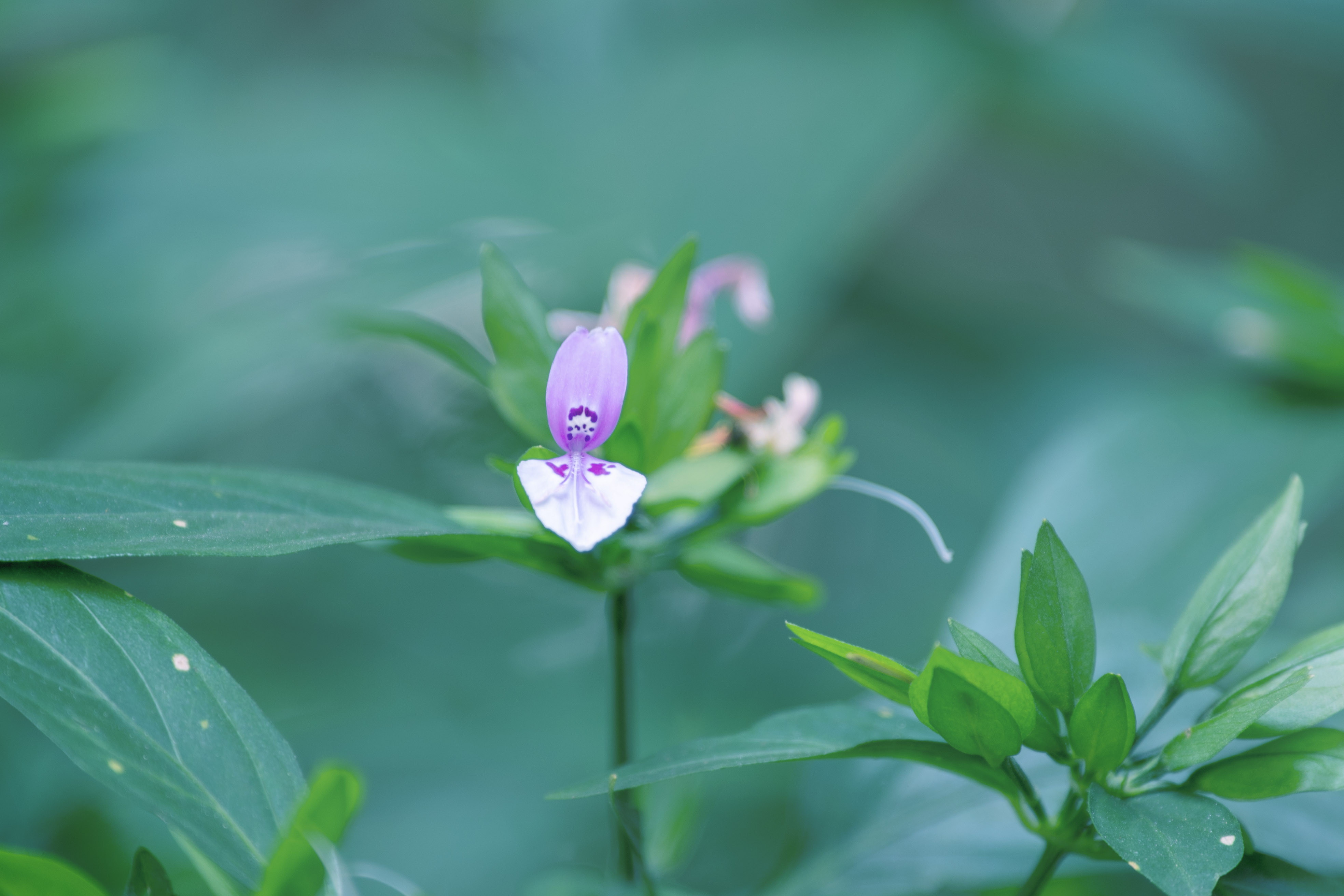 九头狮子草首发