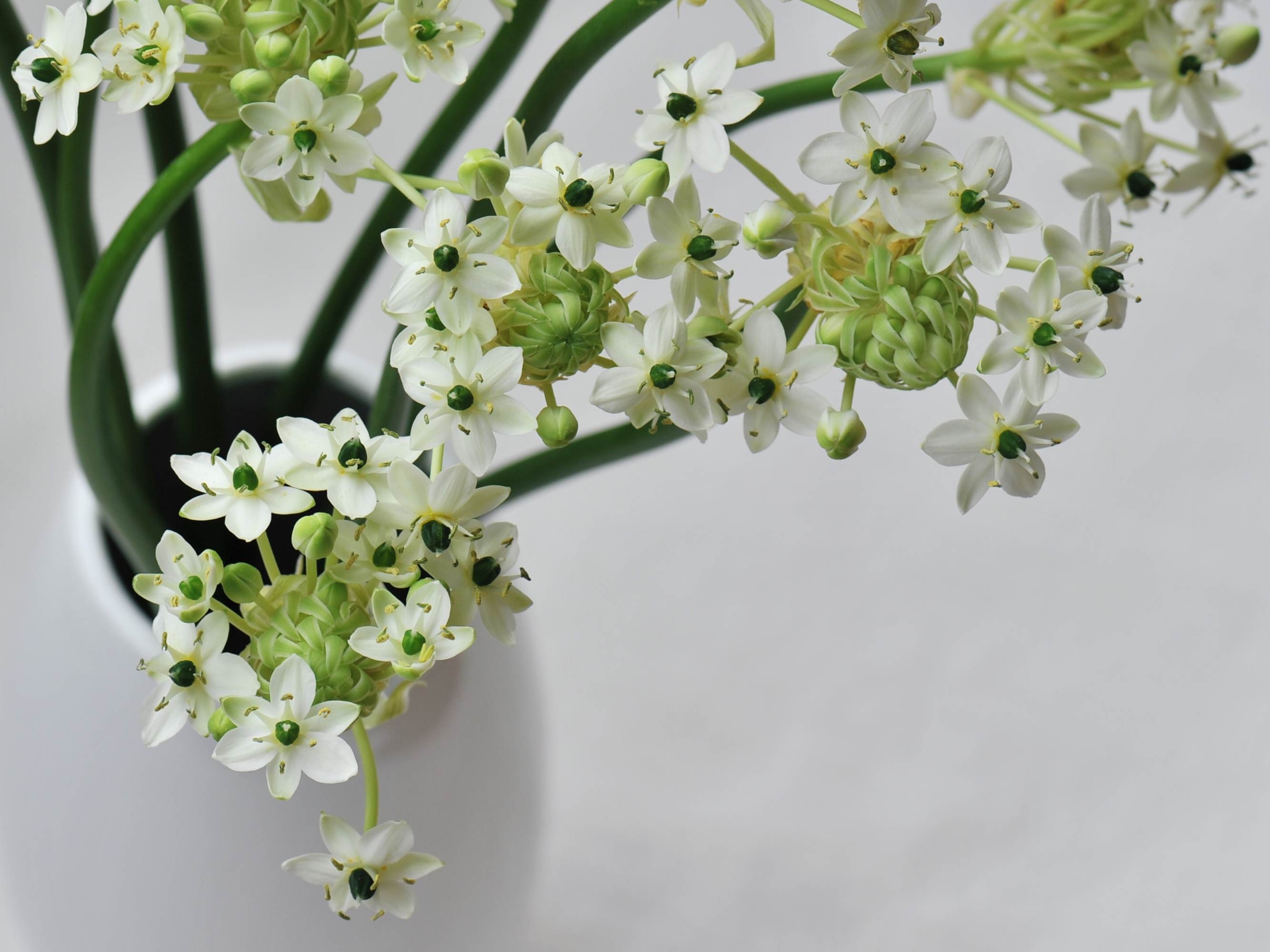 伯利恒之星(伯利恒之星花语) - 0415花卉网