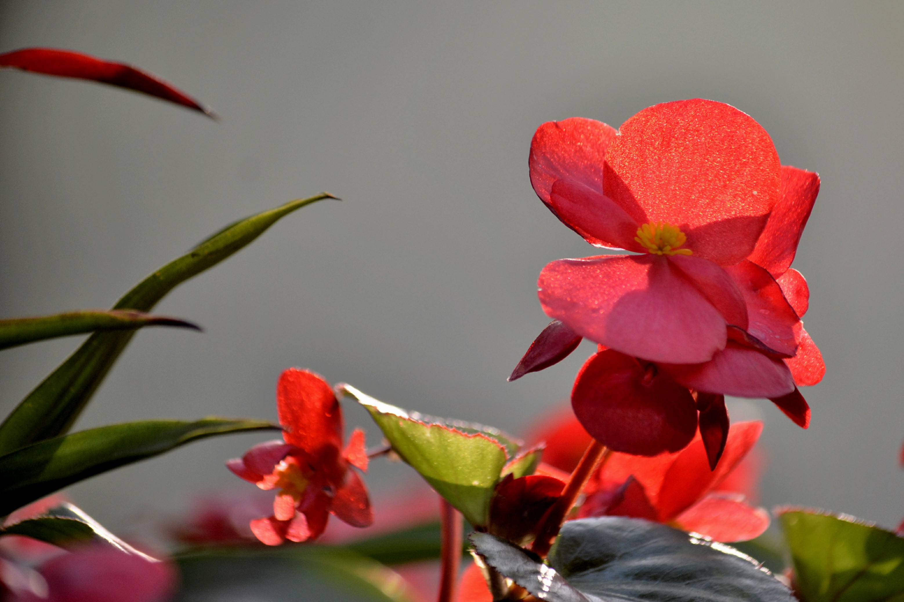 竹节海棠首发