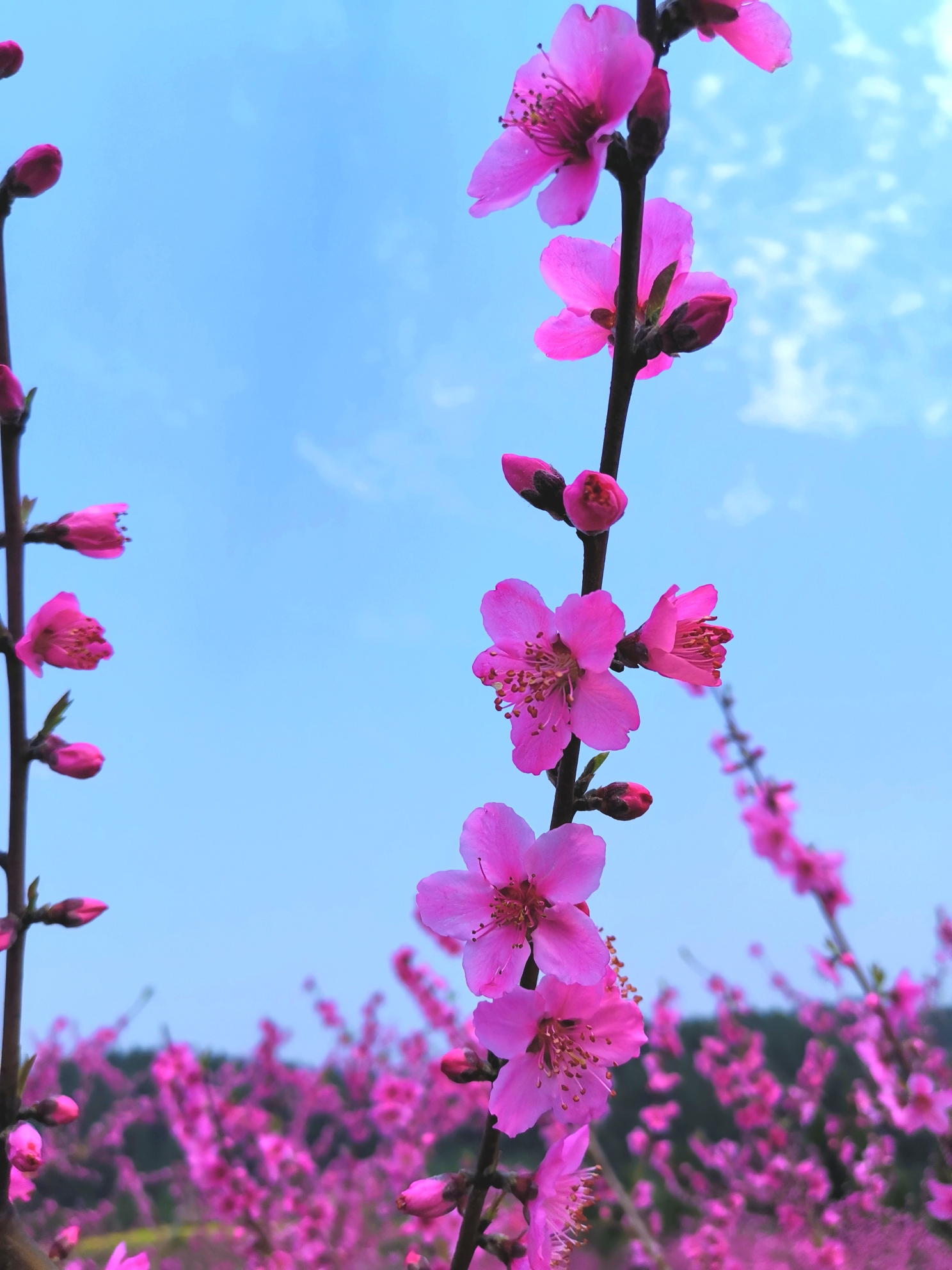 桃花杨柳竞风流(庚子三月 刘可夫摄制)