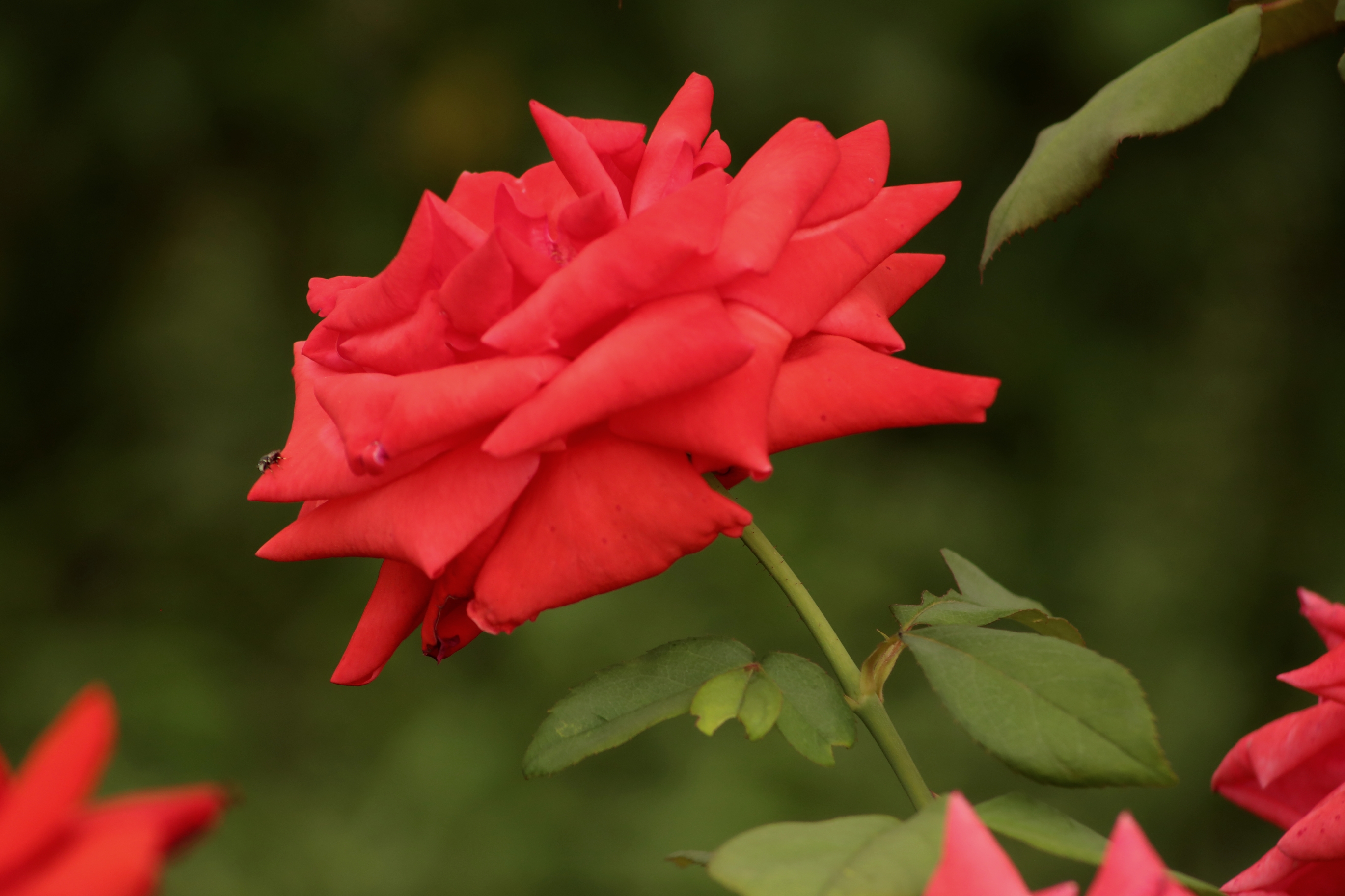 红玫瑰献给最可爱的人——庆祝中国人民解放军建军93周年!