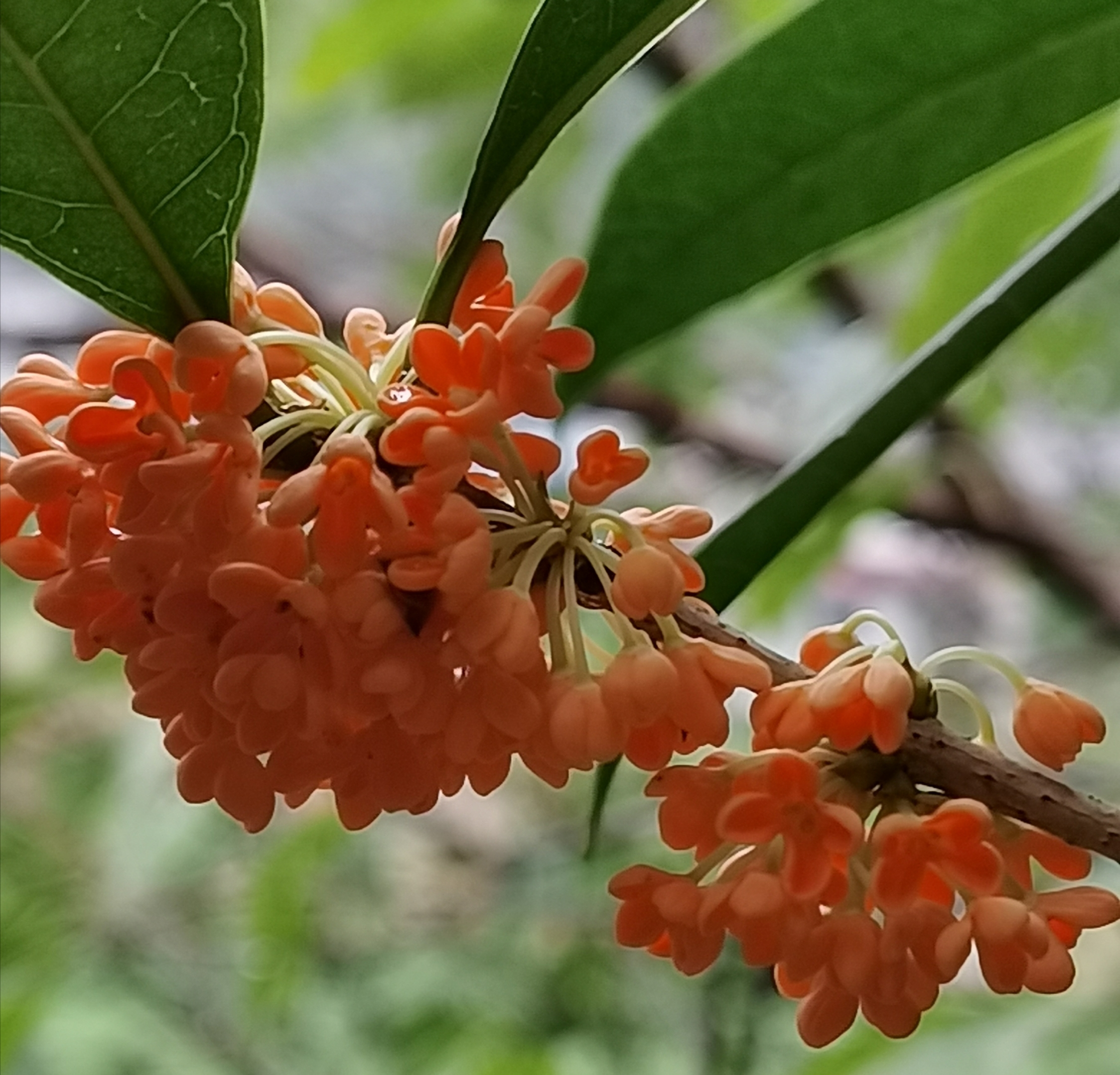 桂花飘香的唯美句子(桂花飘香的唯美句子40字)