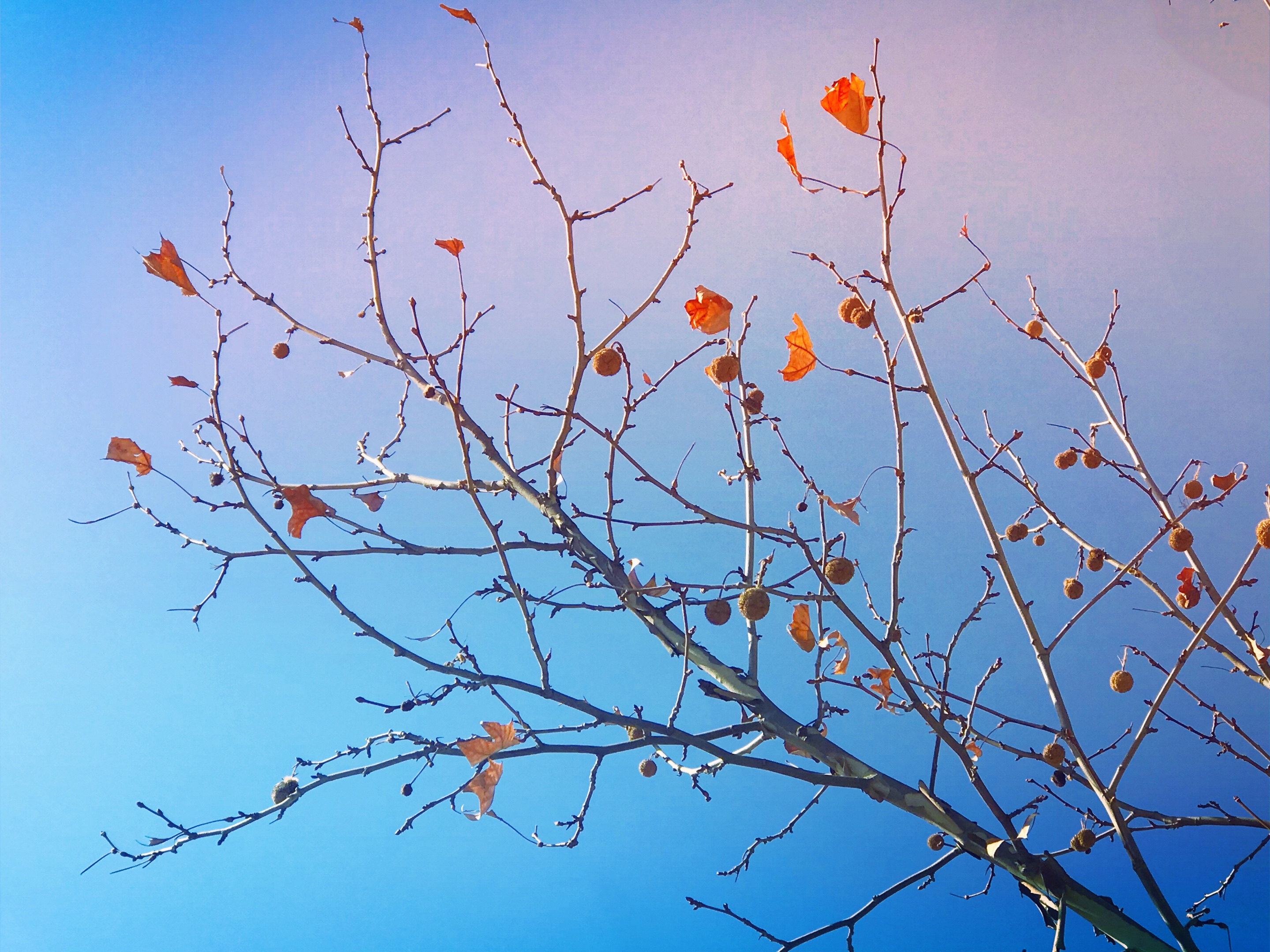 梧桐树树形高大挺拔,春天发芽长出嫩嫩的叶子,叶子到了夏天就像