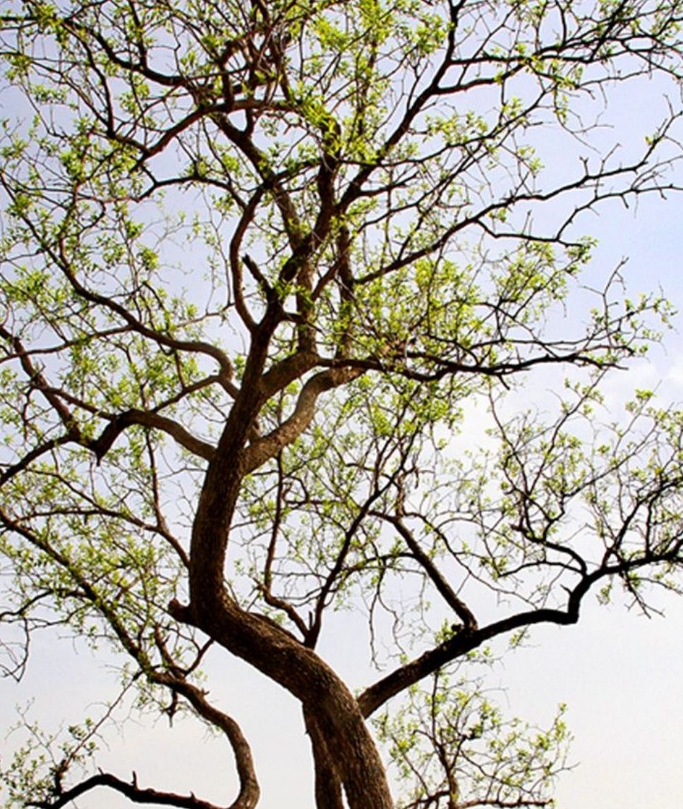老枣树