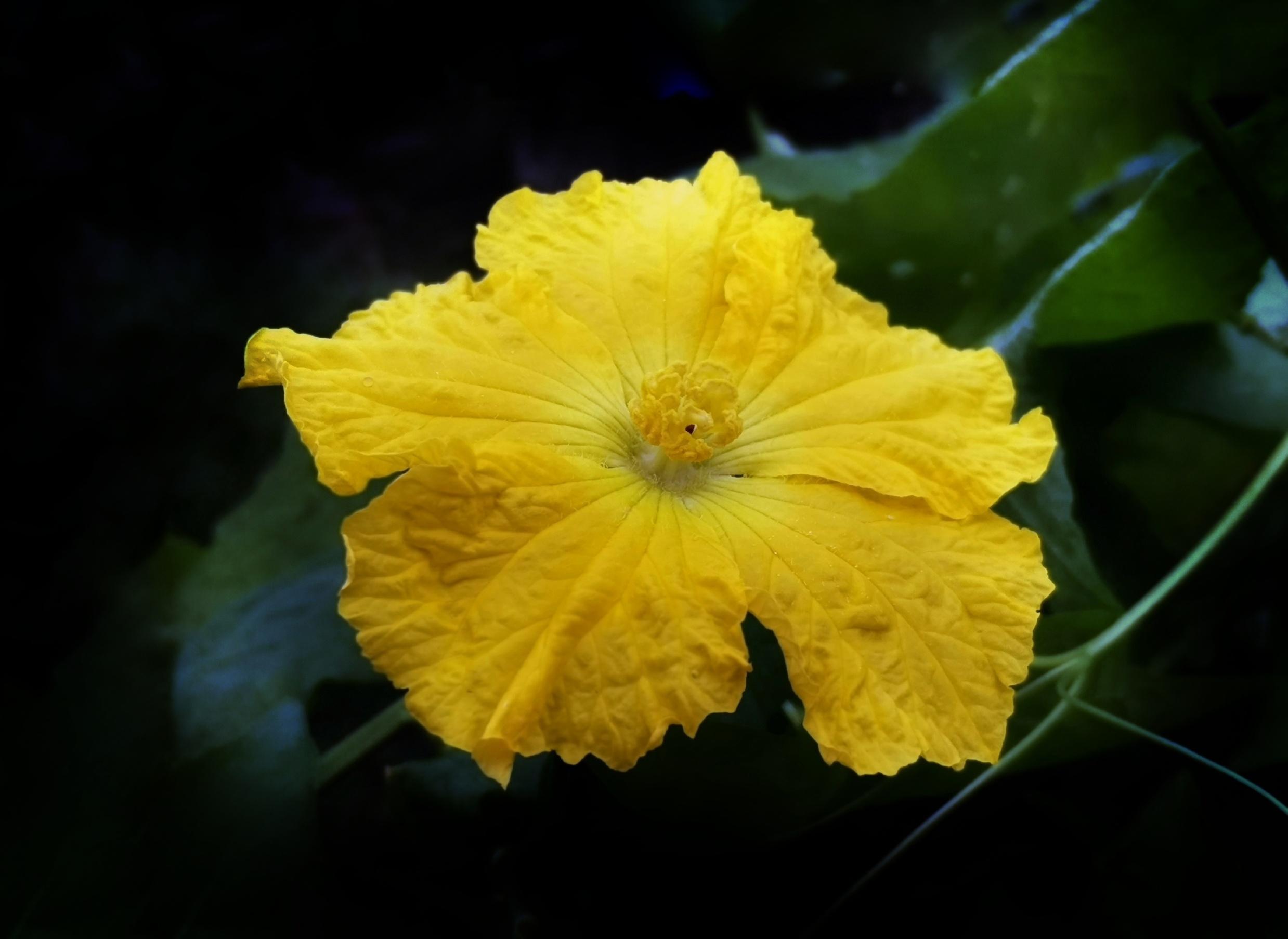 那金黄色的丝瓜花令人喜原创首发