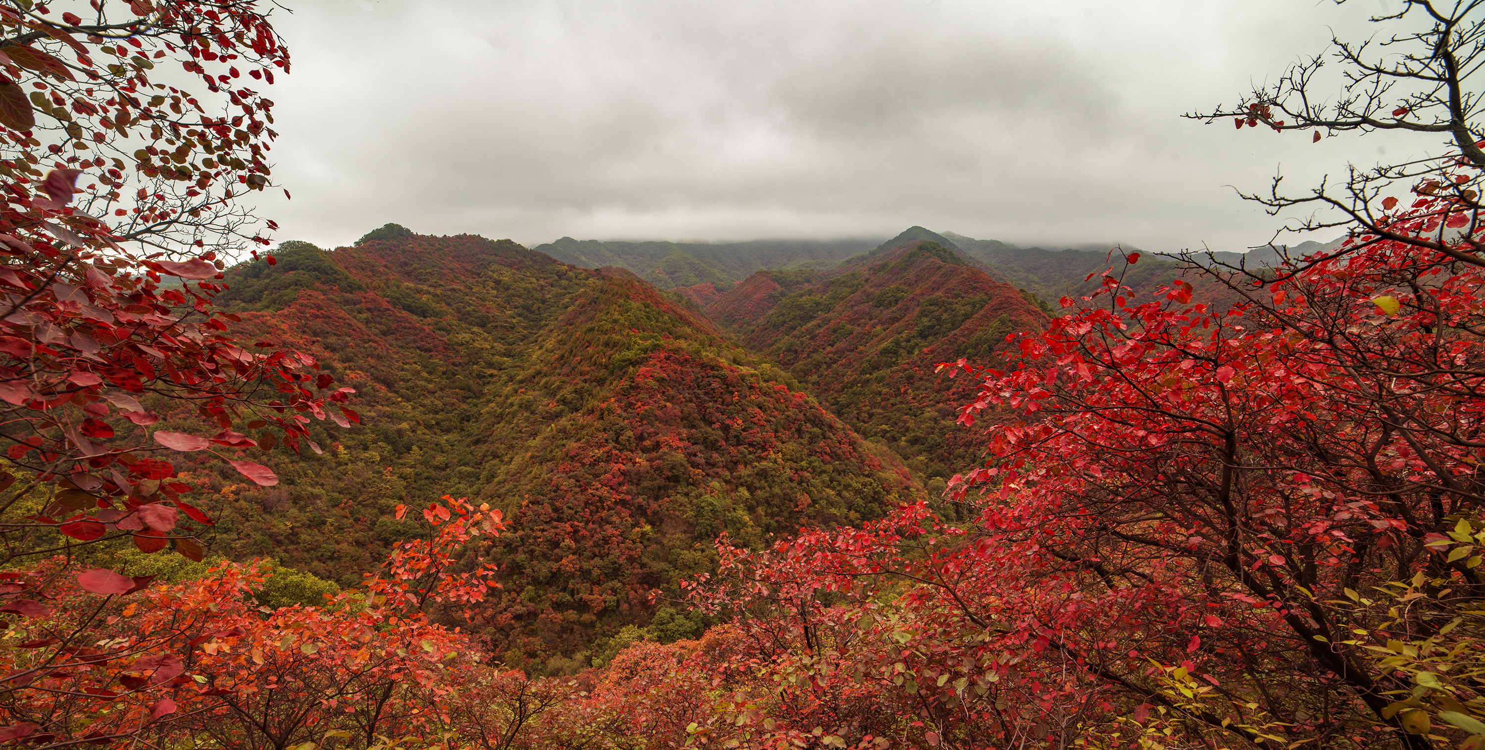甘山红叶美如画(2019年新拍)