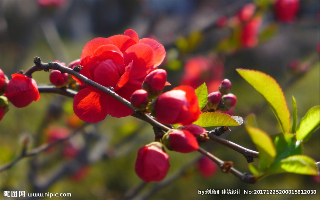 海棠花祭—邓颖超朗诵:小丽丽