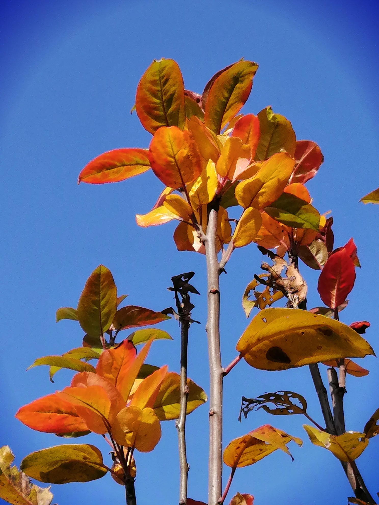 西府海棠冬叶重生