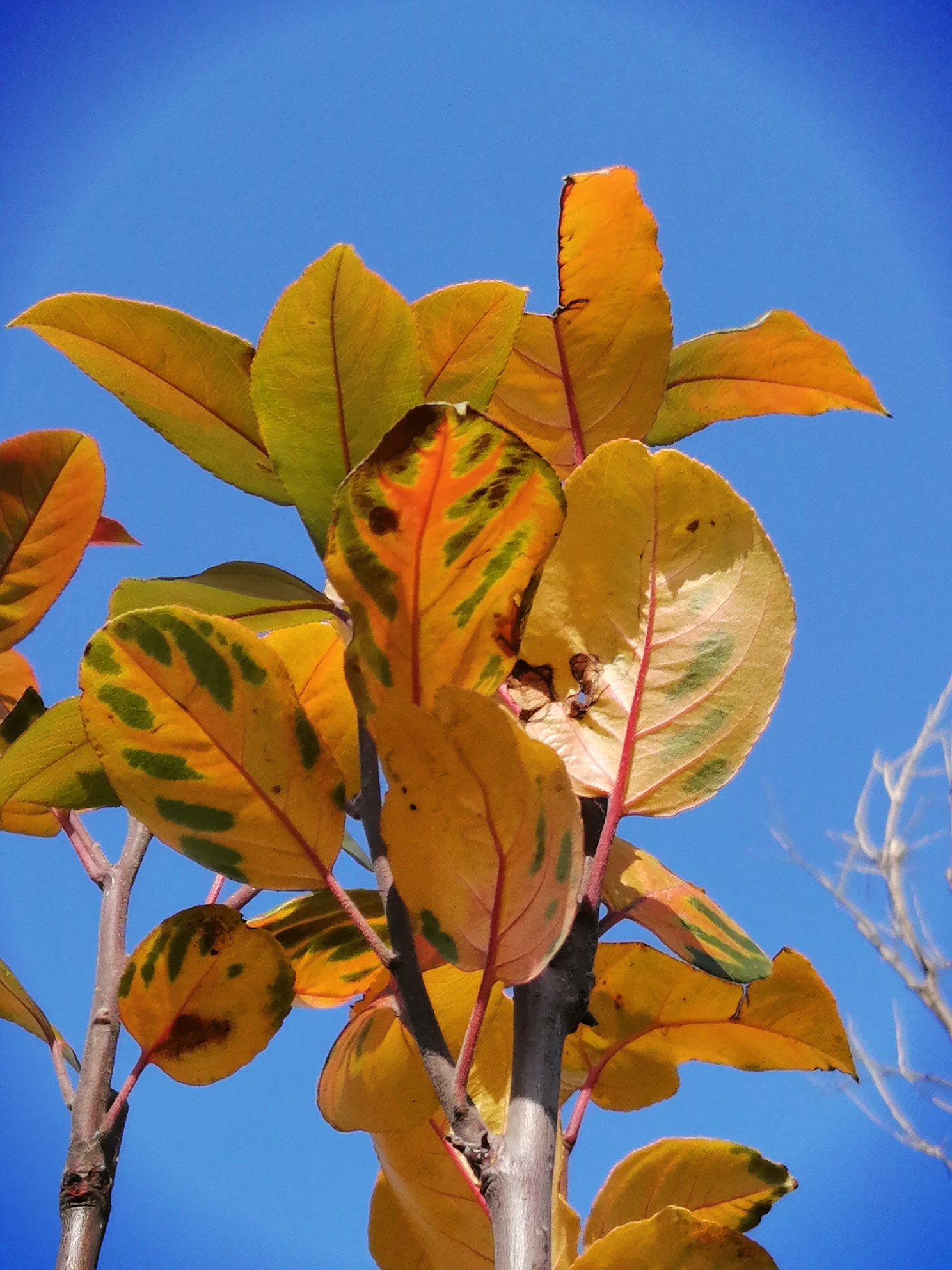 西府海棠冬叶重生