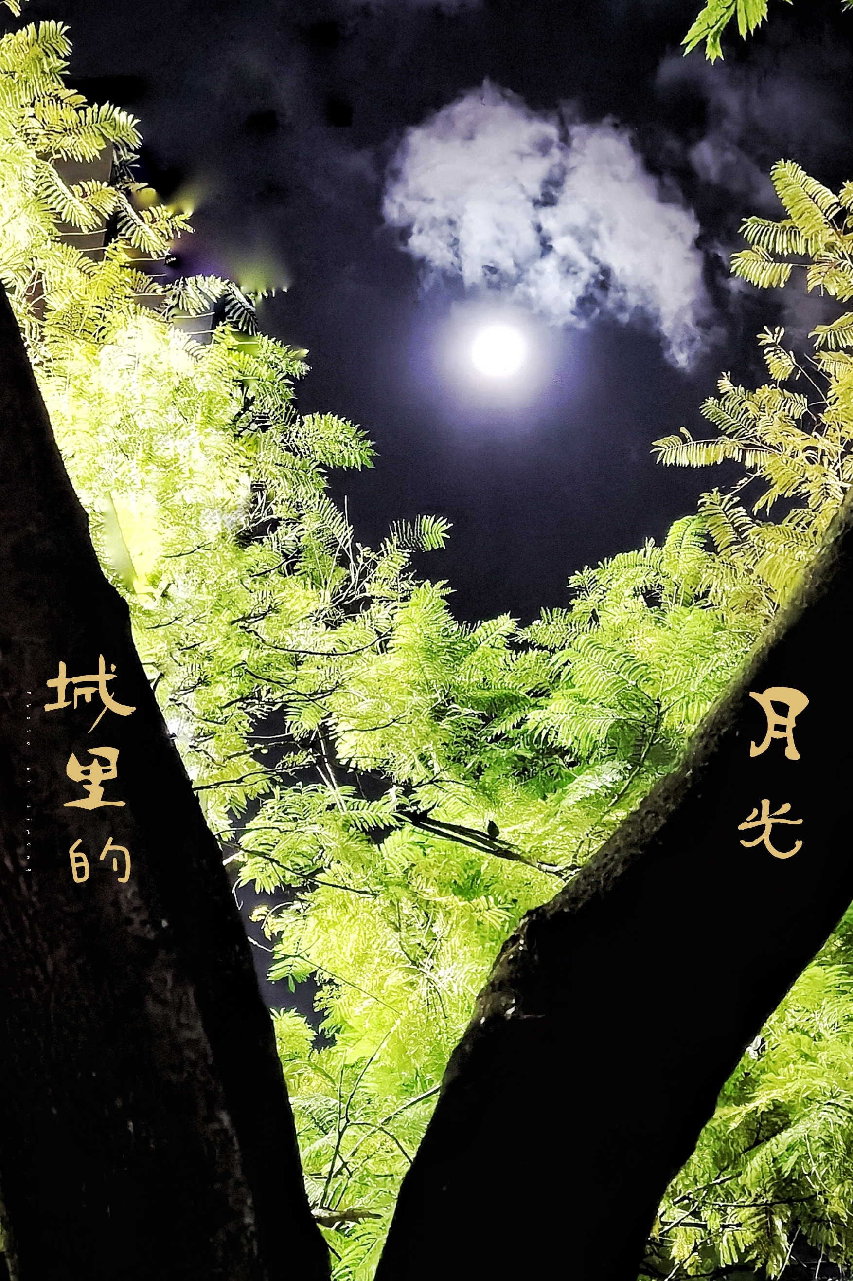 十五的月亮十六圆