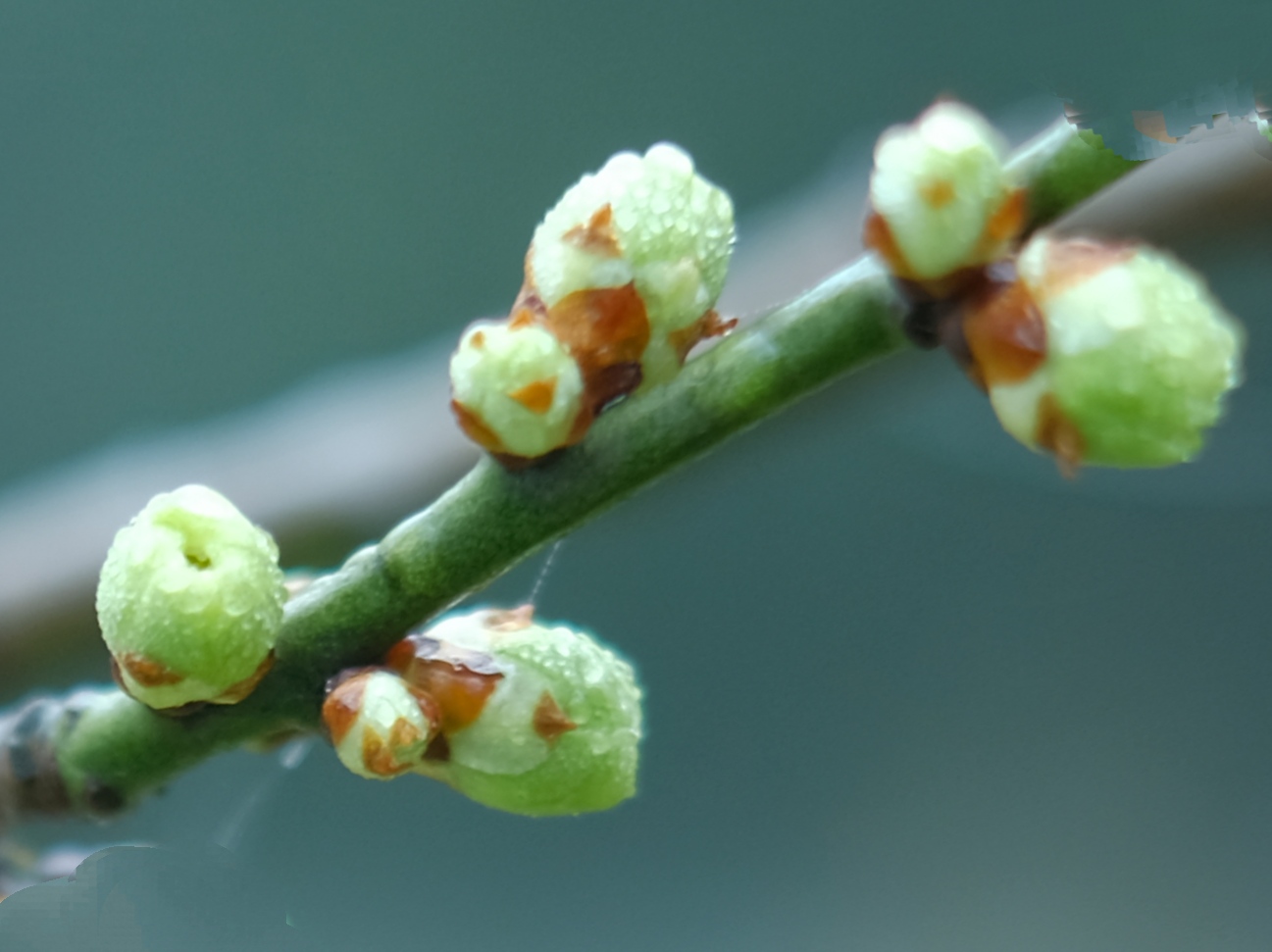 苹果绿*梅花花蕾