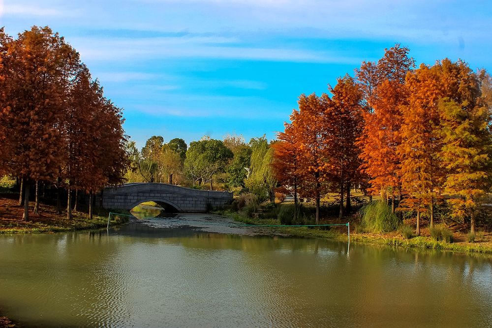 大多数的人不知道,文化公园的这片杉树林,美的令人发指!