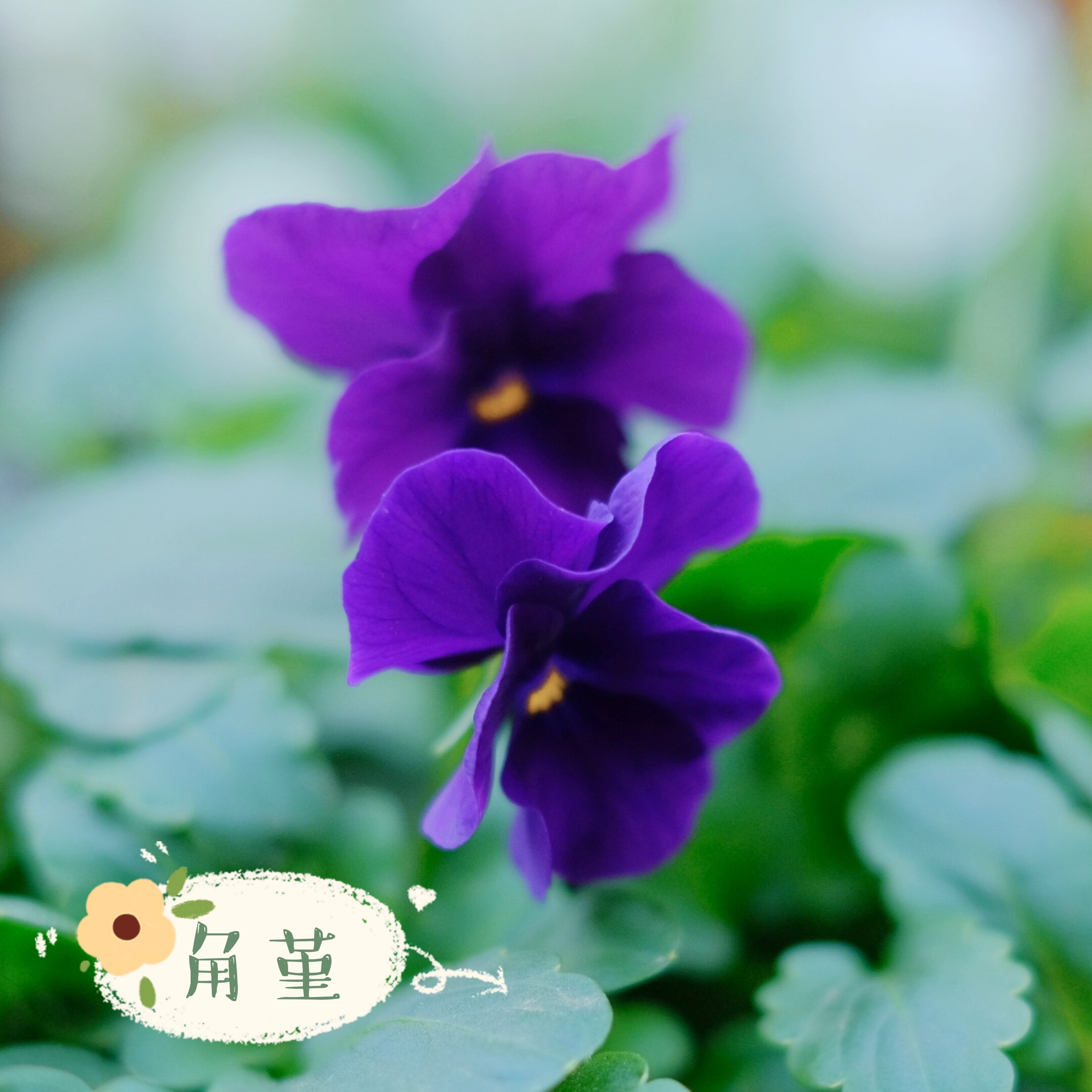 美拍梦幻角堇花