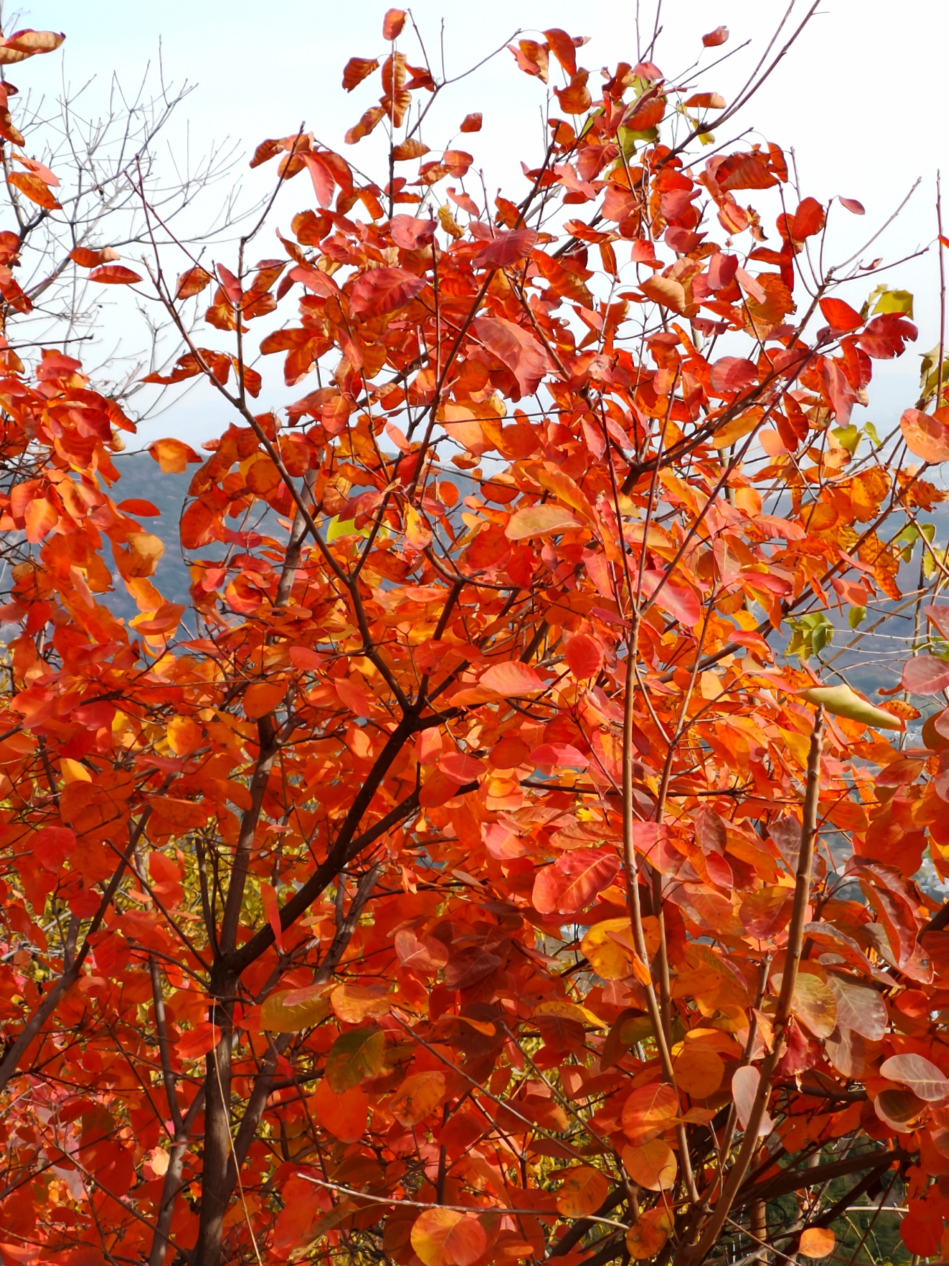 北京香山紅葉