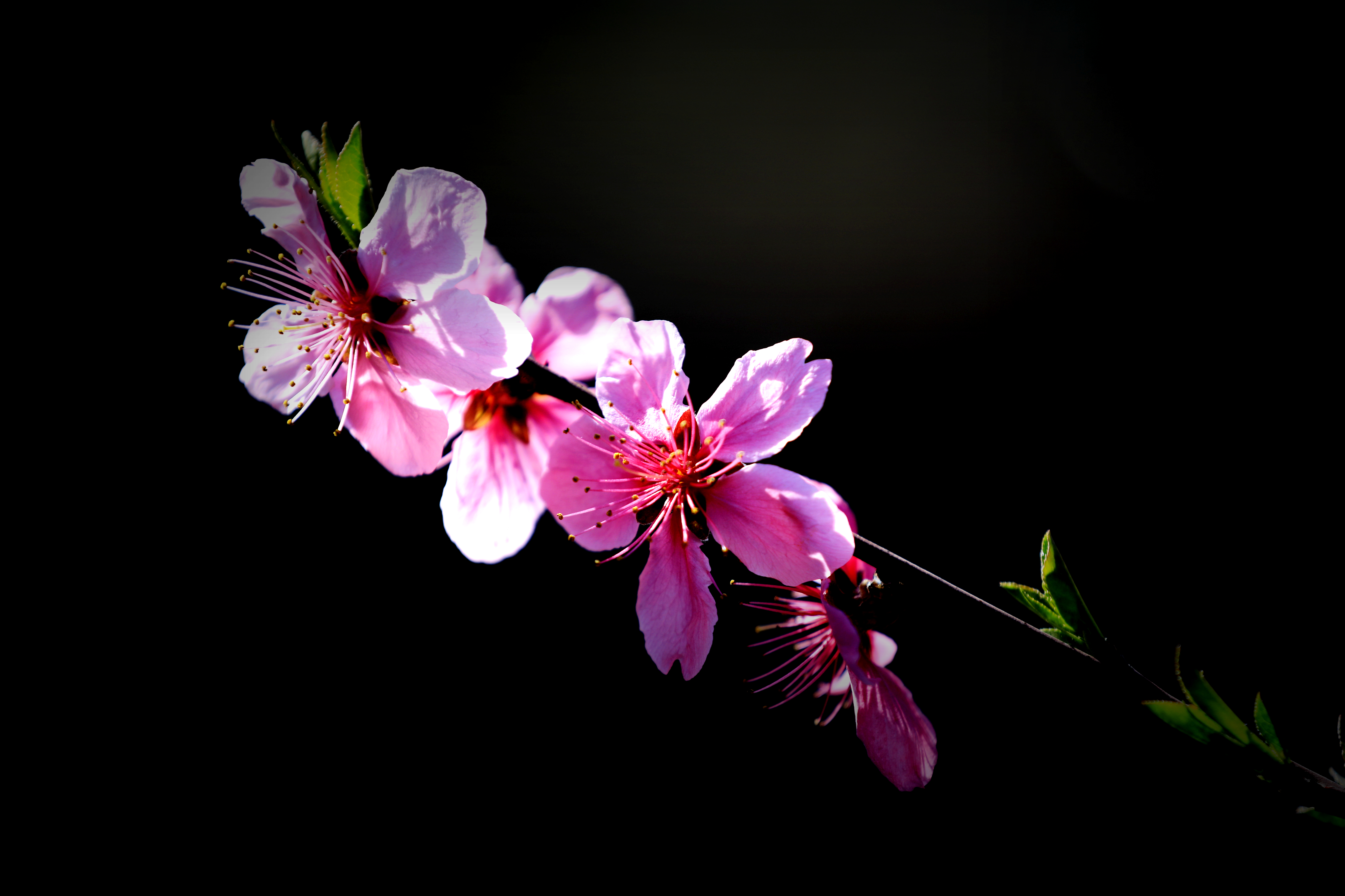 桃花满陌千里红