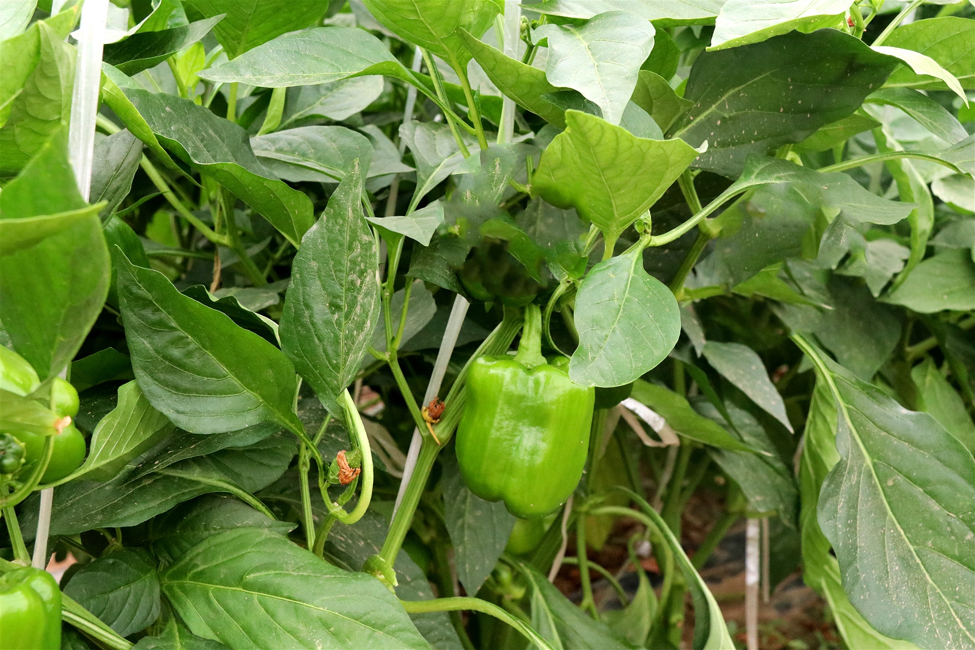 海泽田绿色蔬菜展示—圆椒