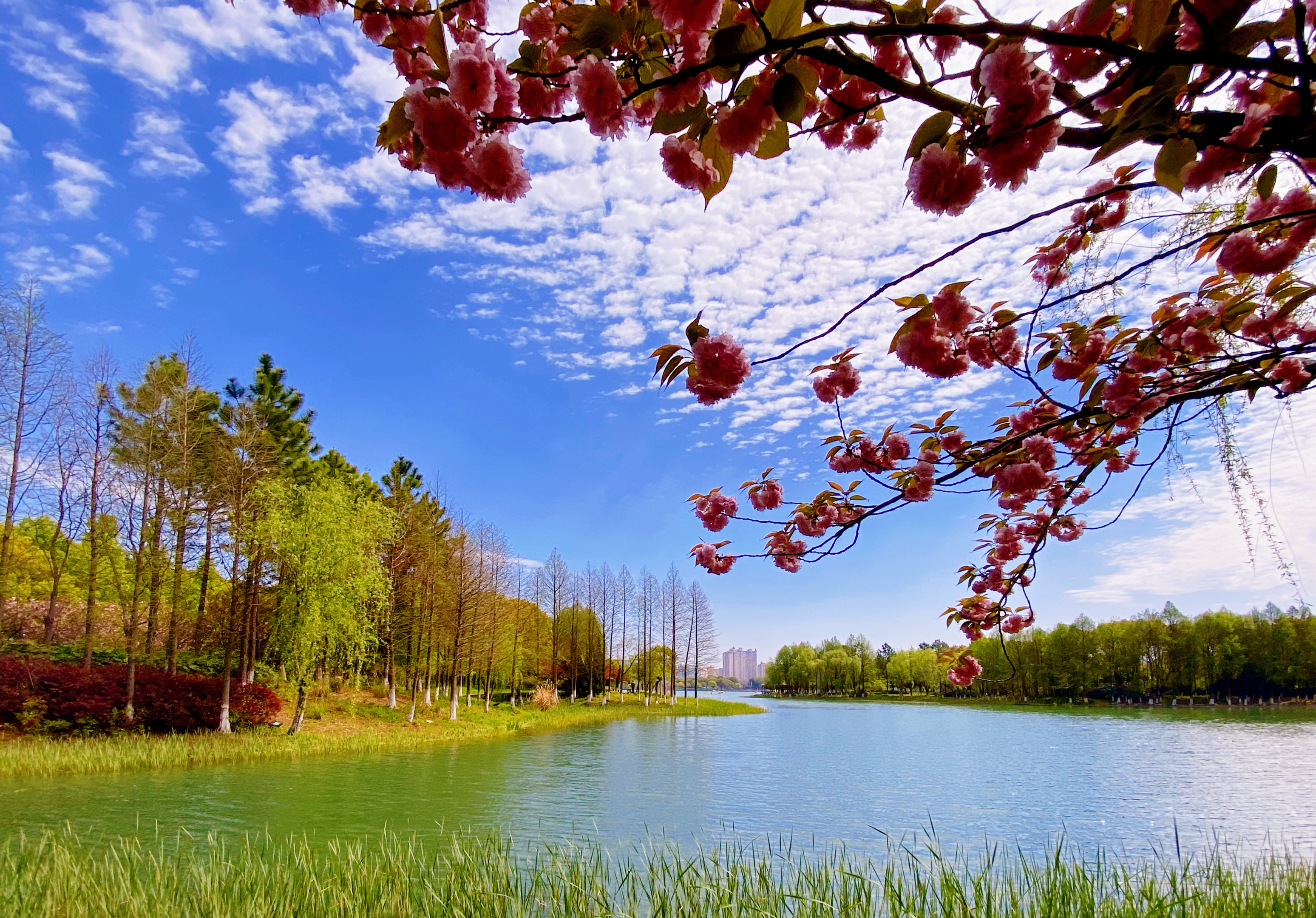 春天自然风景图片江南图片